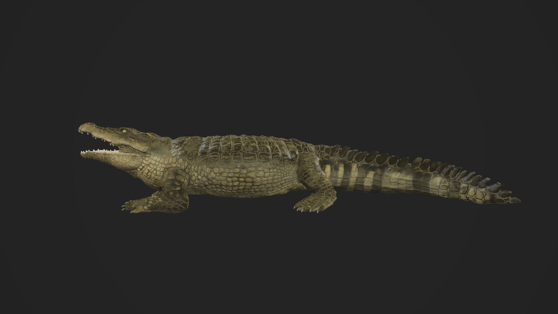 3d crocodile model alligator Low-poly 3D model_4