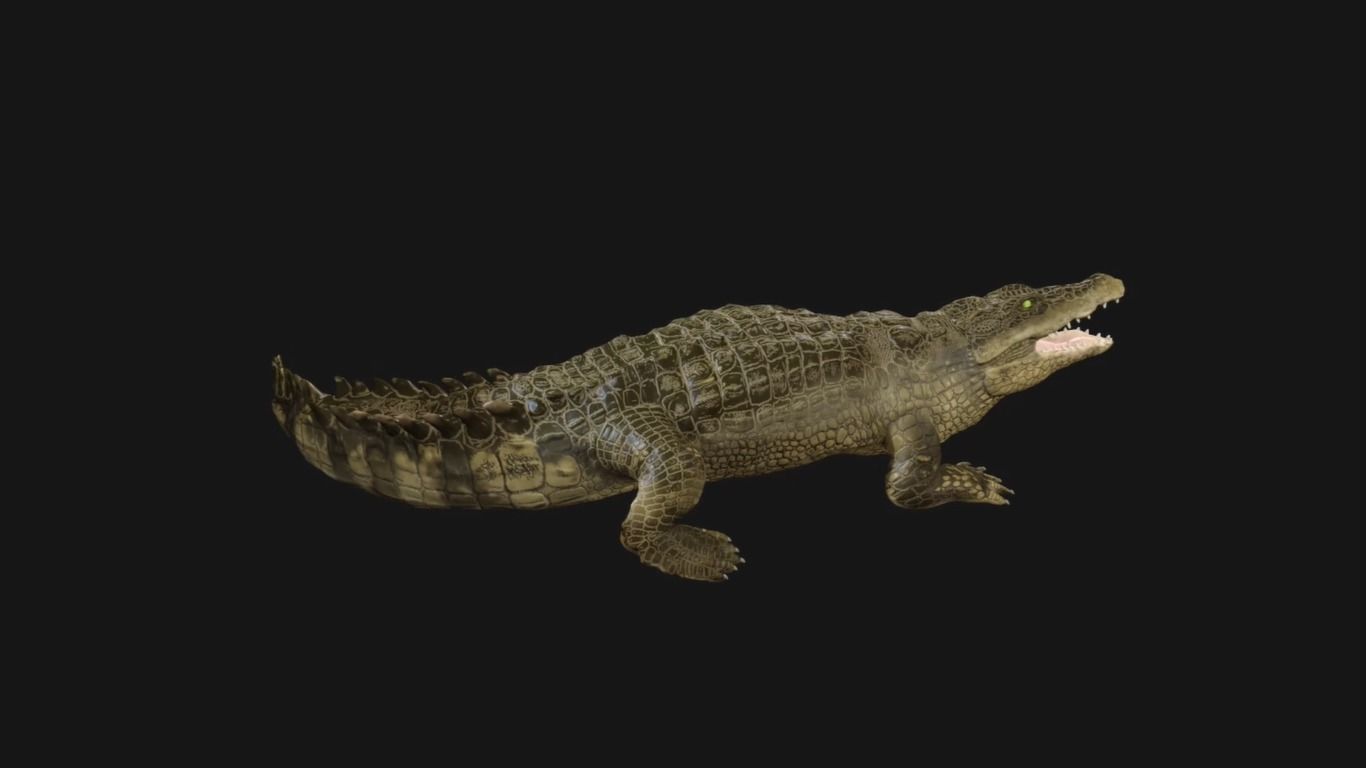 3d crocodile model alligator Low-poly 3D model_5