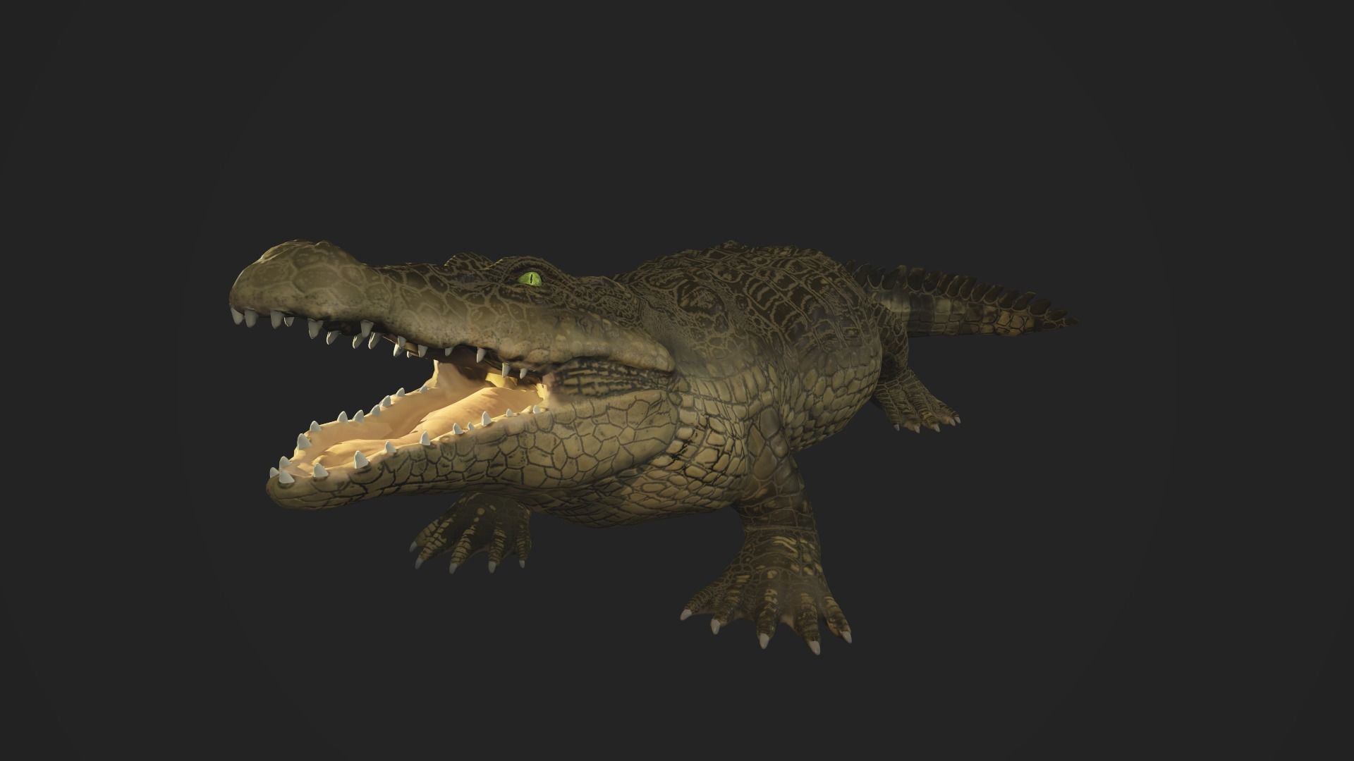 3d crocodile model alligator Low-poly 3D model_2