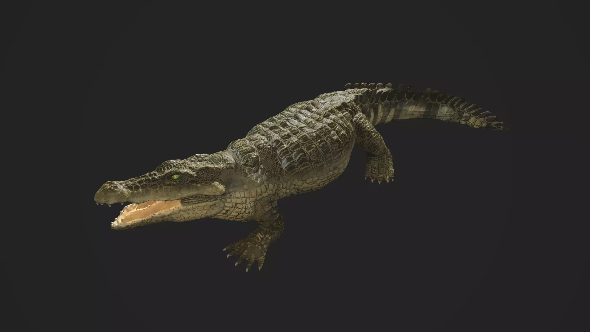 3d crocodile model alligator Low-poly 3D model_0