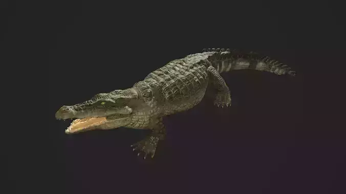 3d crocodile model alligator