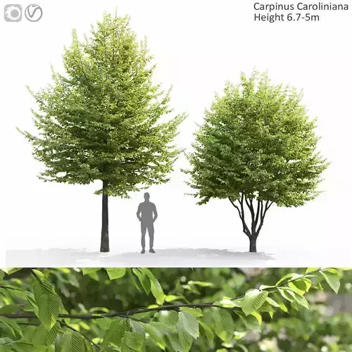 Carpinus Caroliniana 01 3D model