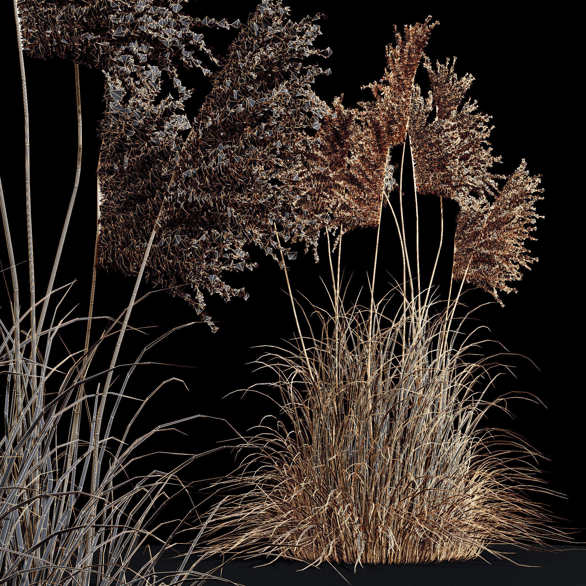 Eriantus of Ravenna Grass 3D model_5