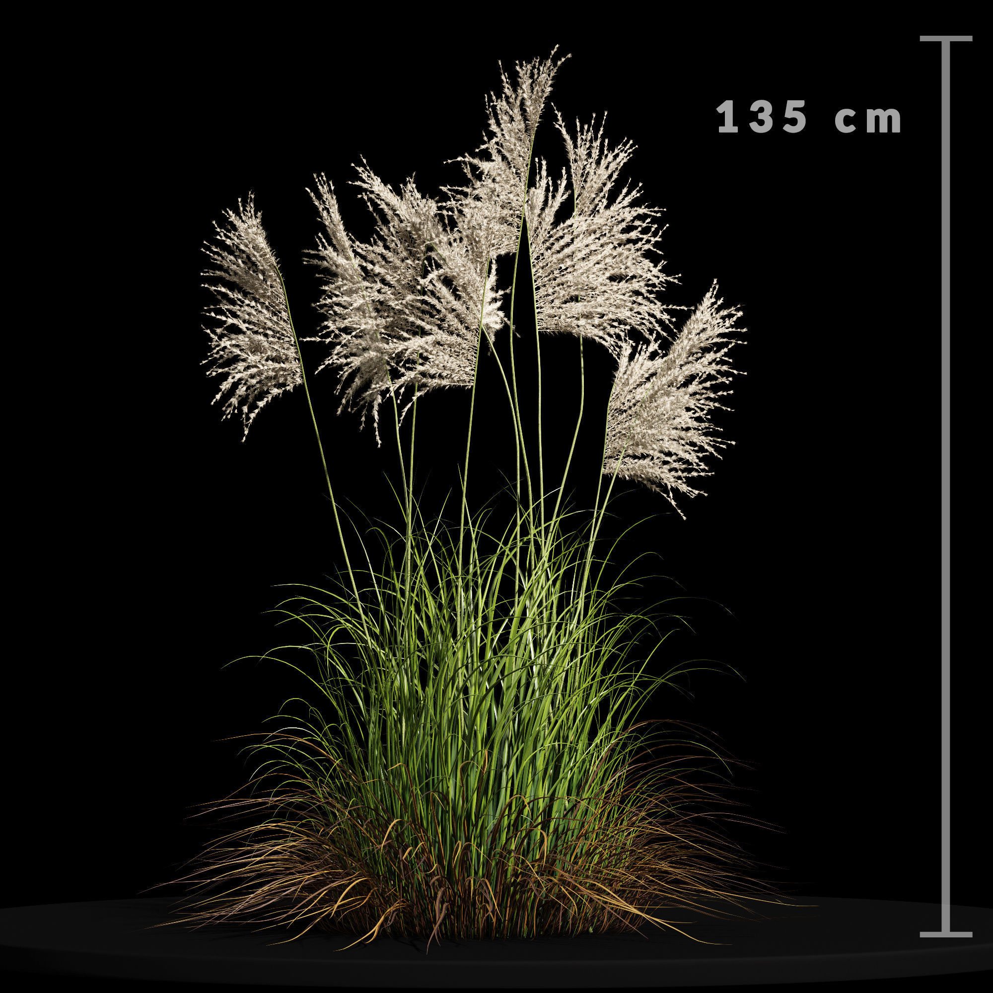 Eriantus of Ravenna Grass 3D model_1