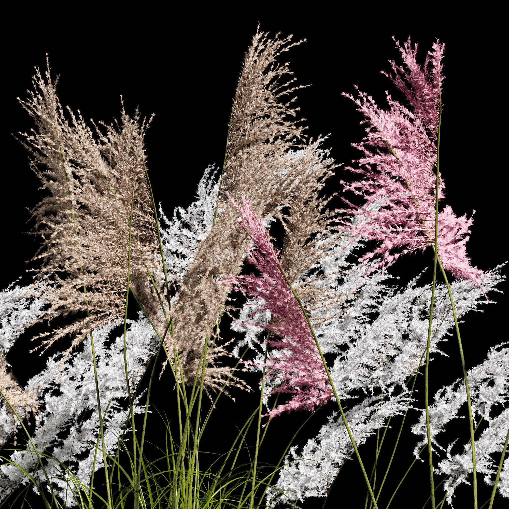 Eriantus of Ravenna Grass 3D model_4