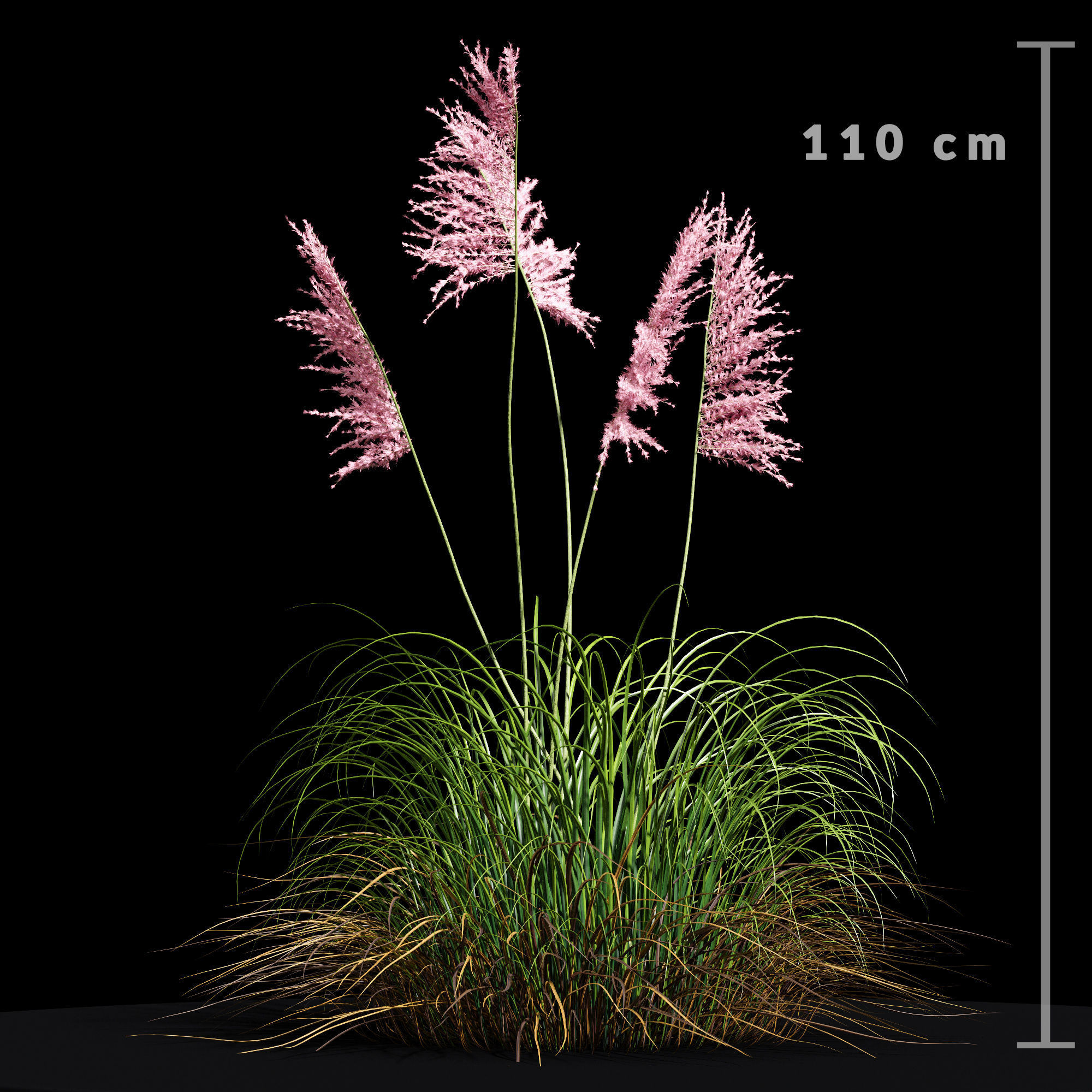 Eriantus of Ravenna Grass 3D model_3