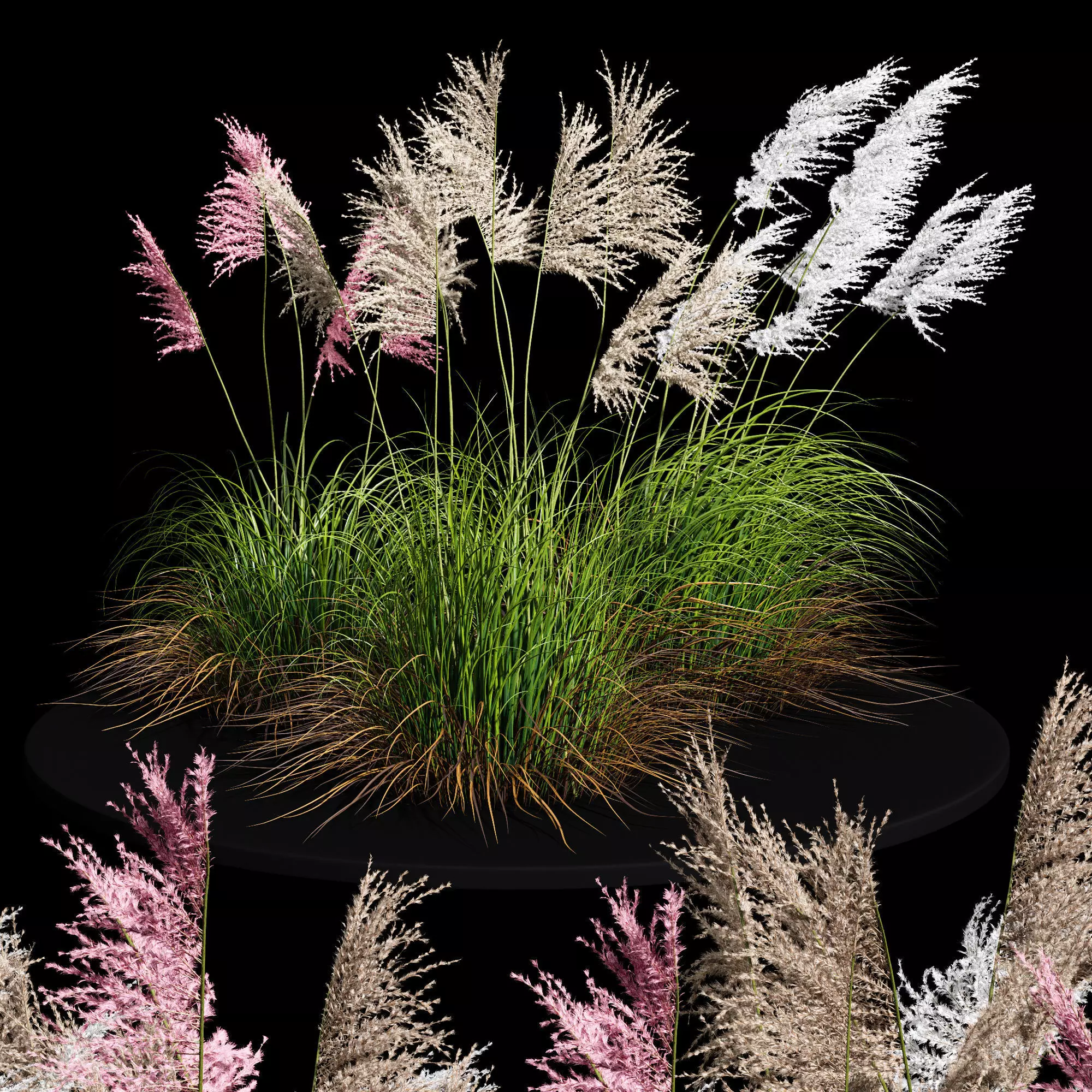 Eriantus of Ravenna Grass 3D model_0
