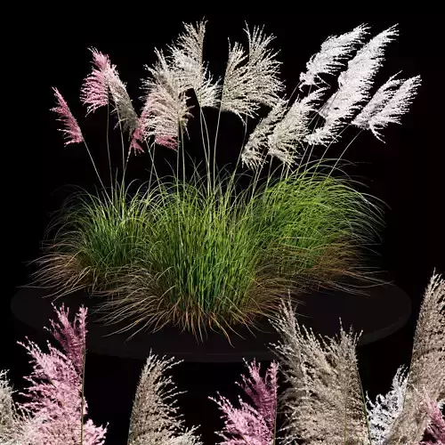 Eriantus of Ravenna Grass 3D model