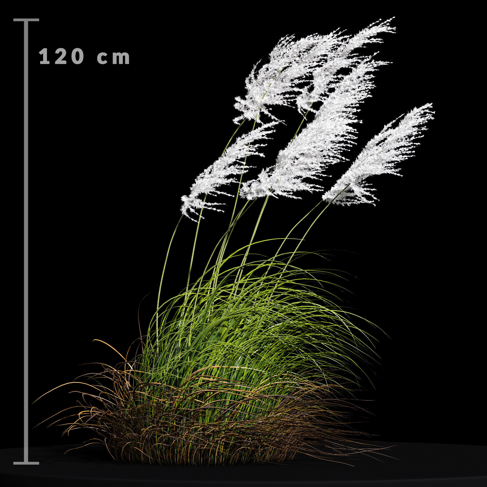 Eriantus of Ravenna Grass 3D model_2