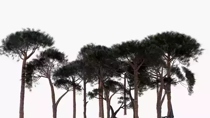 Pinus Pinea - Stone Pine - Full Pack of Ten Low Poly Trees  Low-poly 3D model