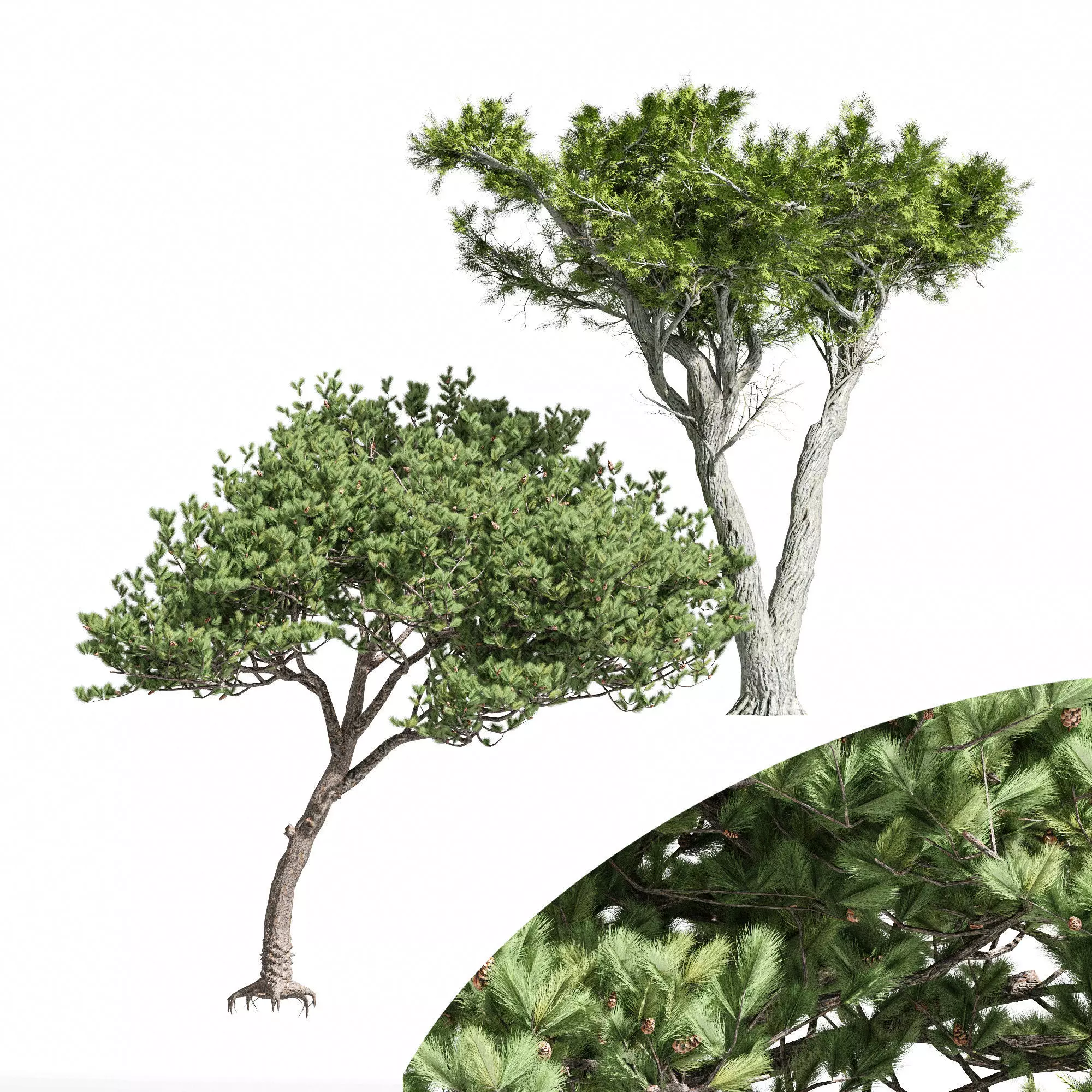 2diffrent tree Italian Stone Pine Monterey Cypress 3D model_0