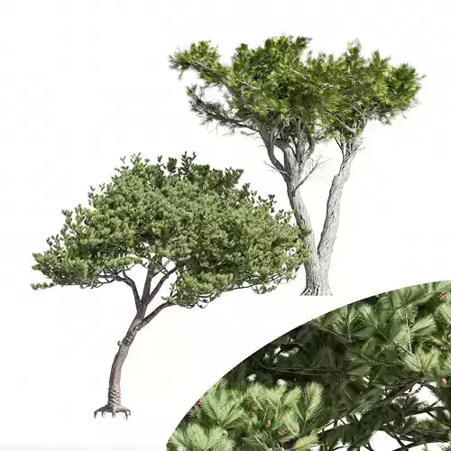2diffrent tree Italian Stone Pine Monterey Cypress 3D model