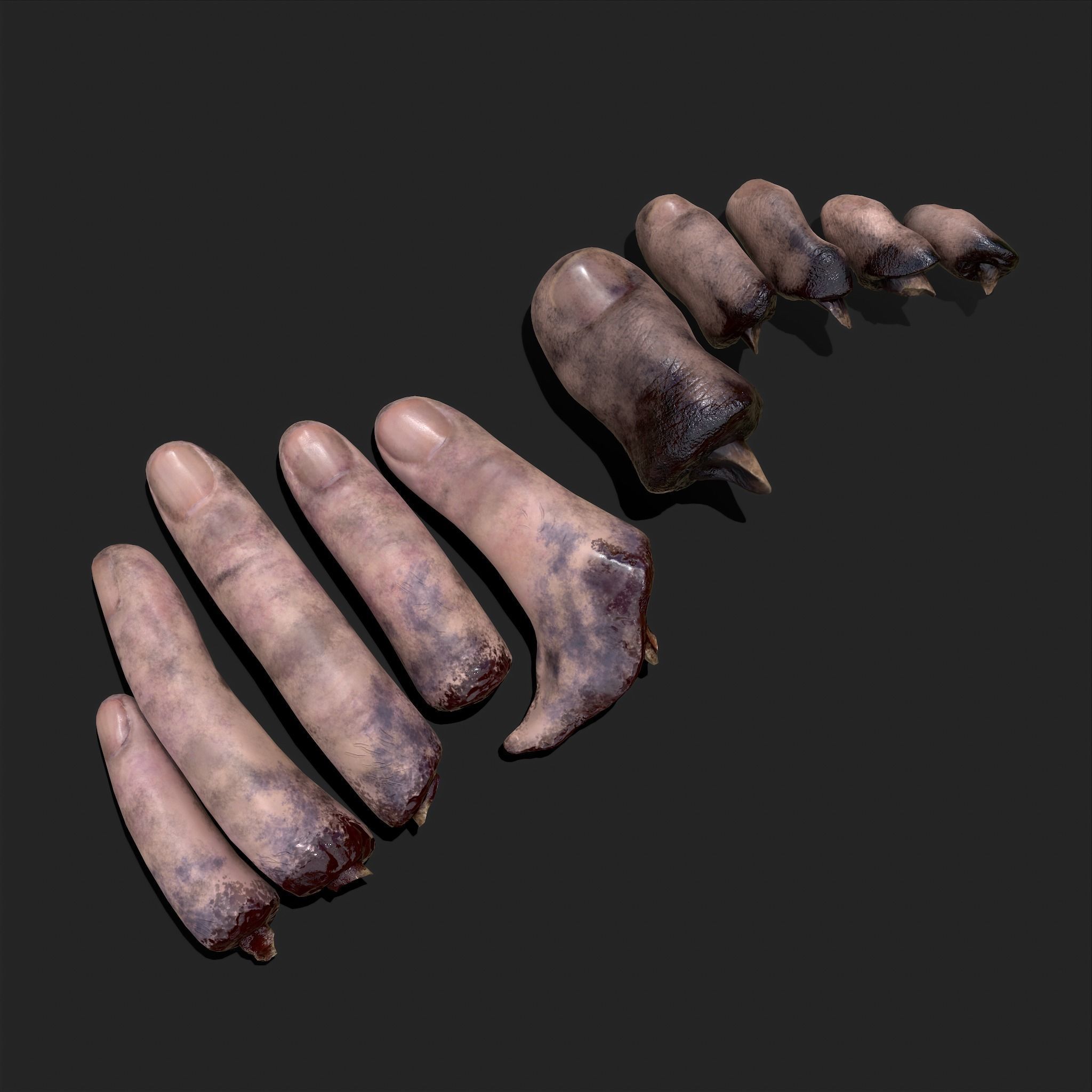 Severed Fingers and Toes 3D Model Collection_5