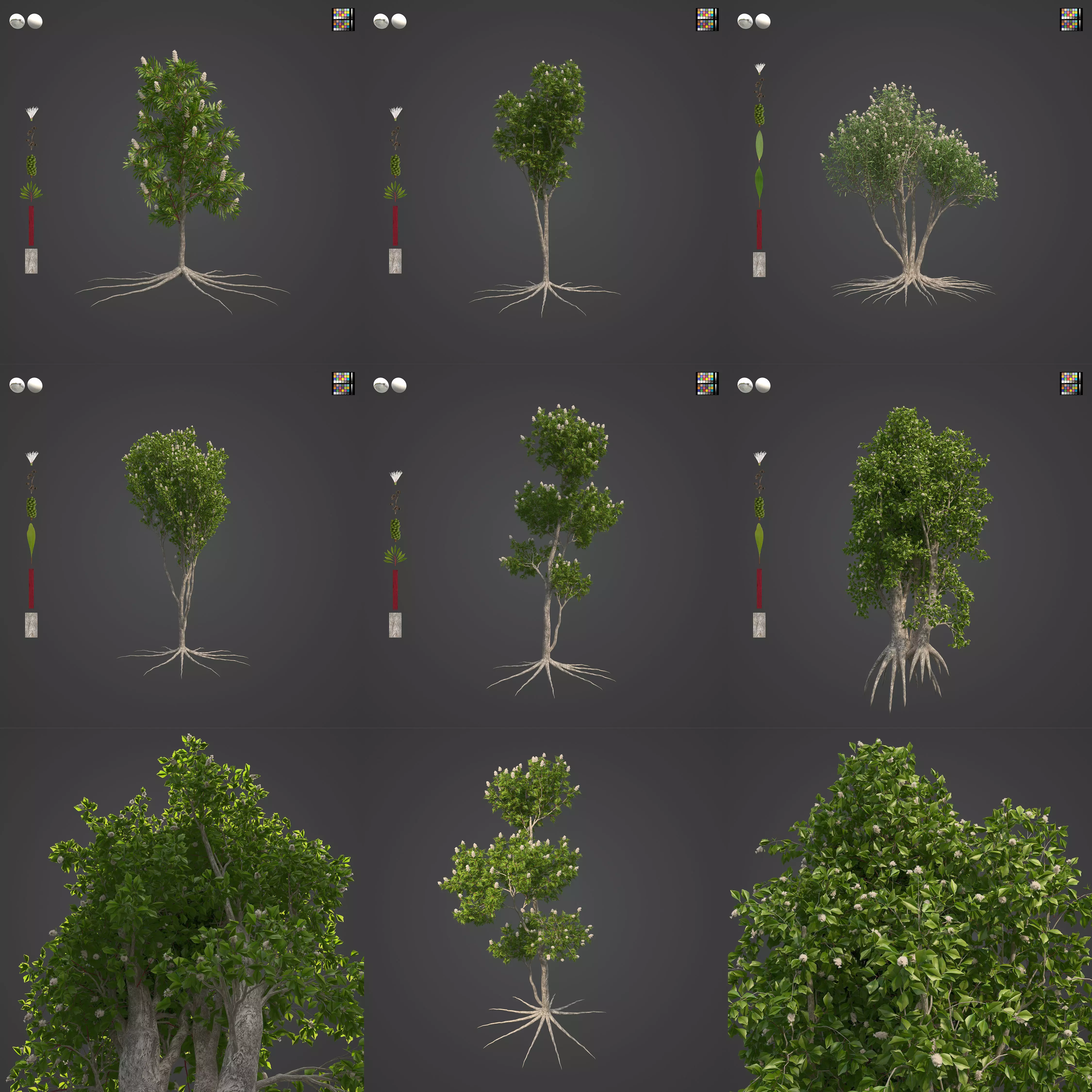 2021 PBR Broadleaved Paperback - Melaleuca Quinquenervia  3D model_0