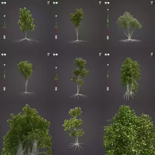 2021 PBR Broadleaved Paperback - Melaleuca Quinquenervia  3D model