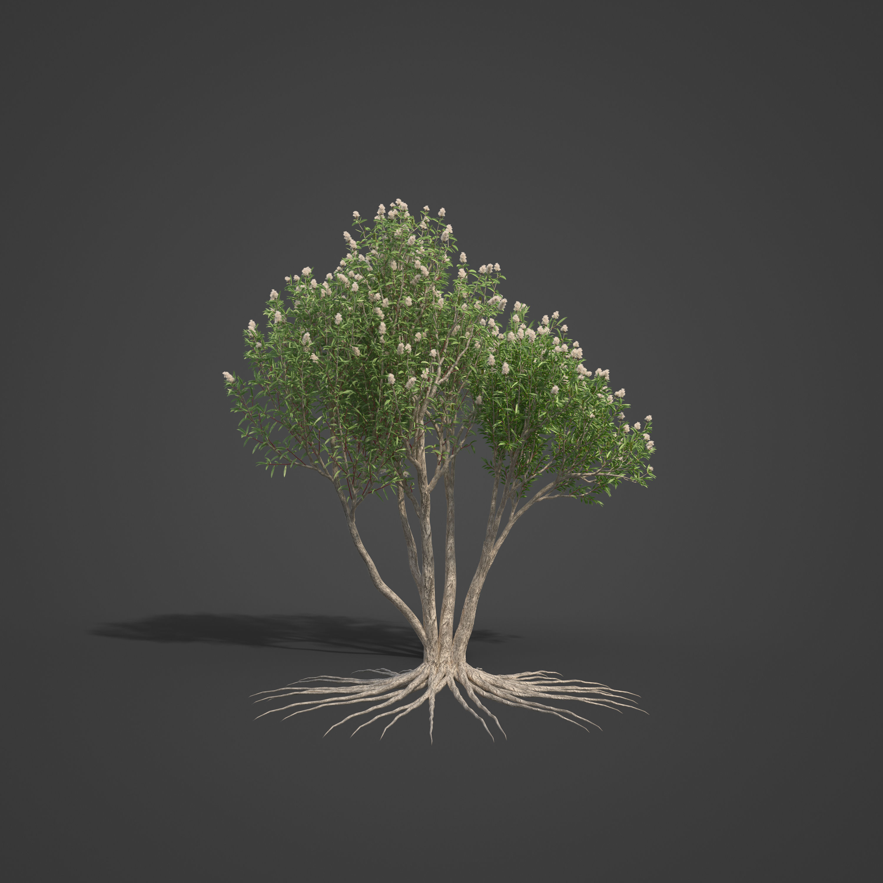 2021 PBR Broadleaved Paperback - Melaleuca Quinquenervia  3D model_3