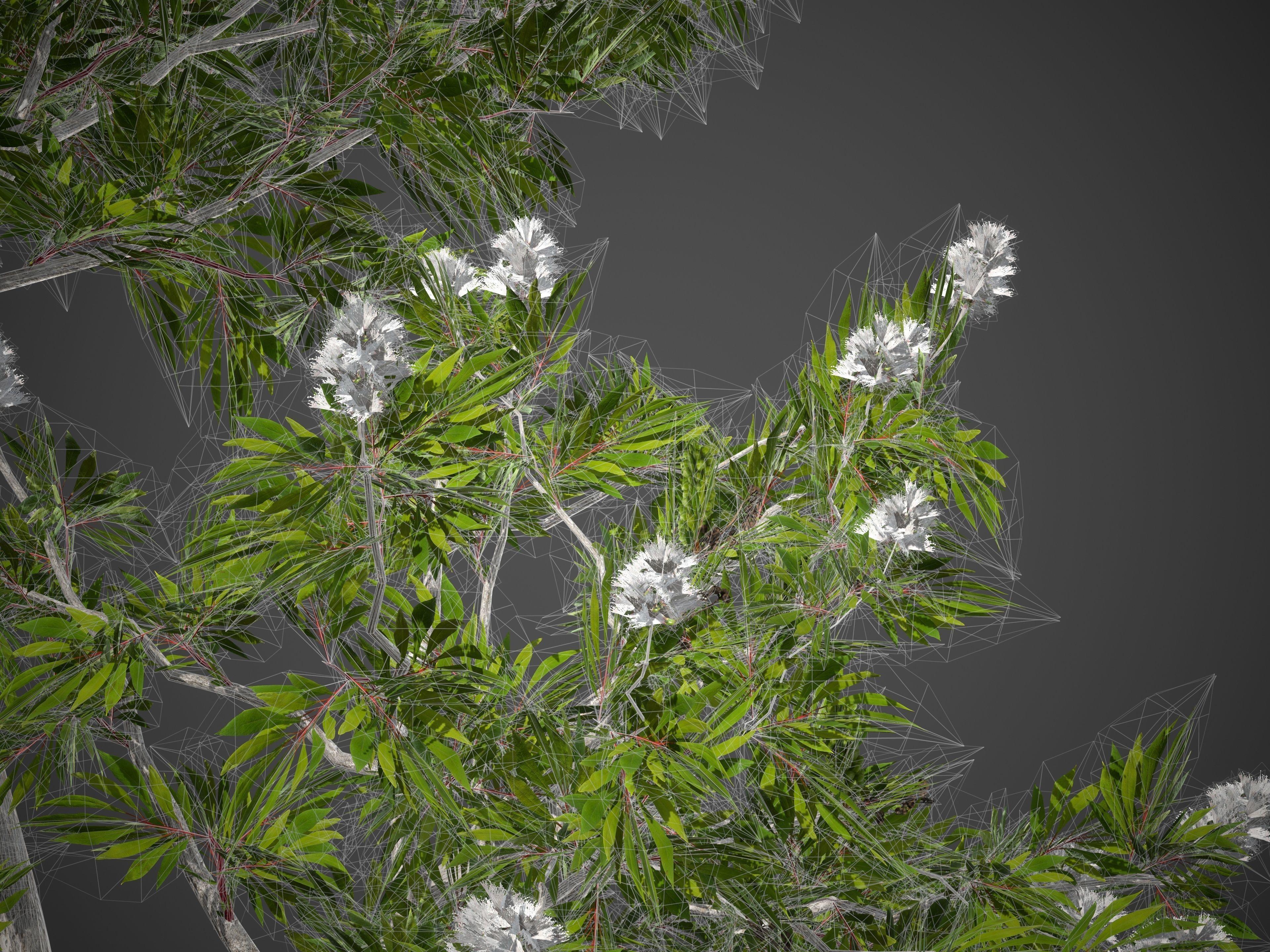 2021 PBR Broadleaved Paperback - Melaleuca Quinquenervia  3D model_9