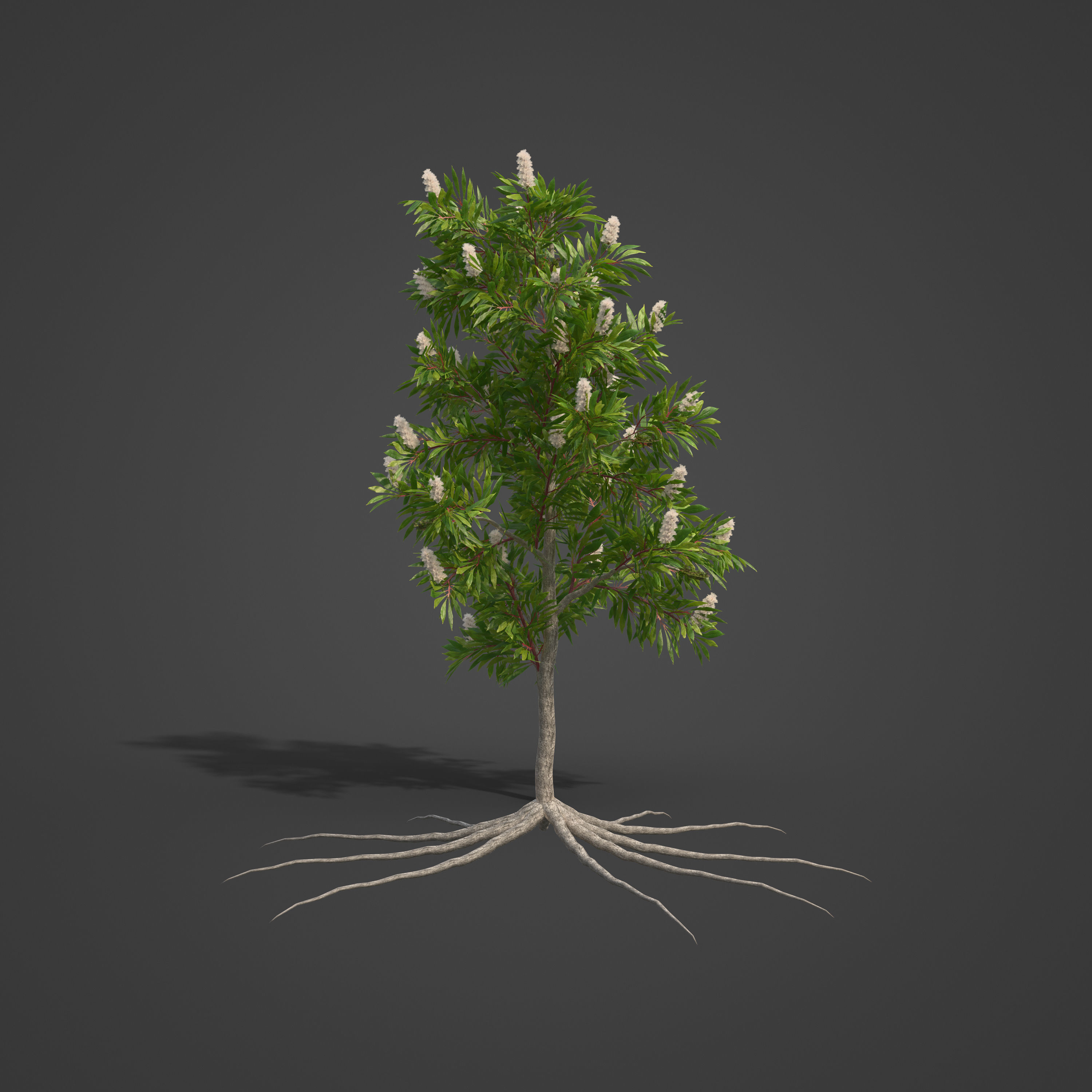 2021 PBR Broadleaved Paperback - Melaleuca Quinquenervia  3D model_2