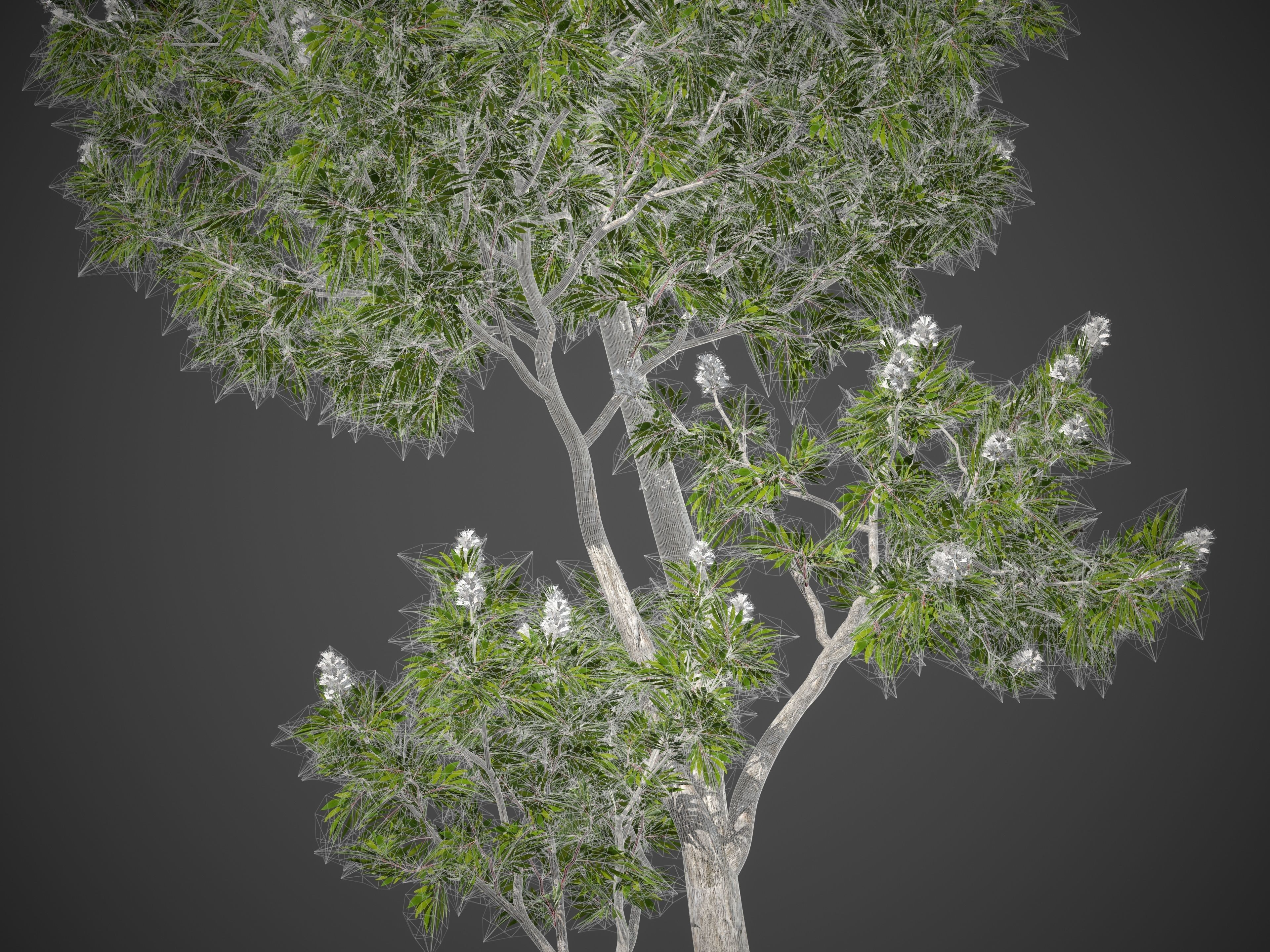 2021 PBR Broadleaved Paperback - Melaleuca Quinquenervia  3D model_8
