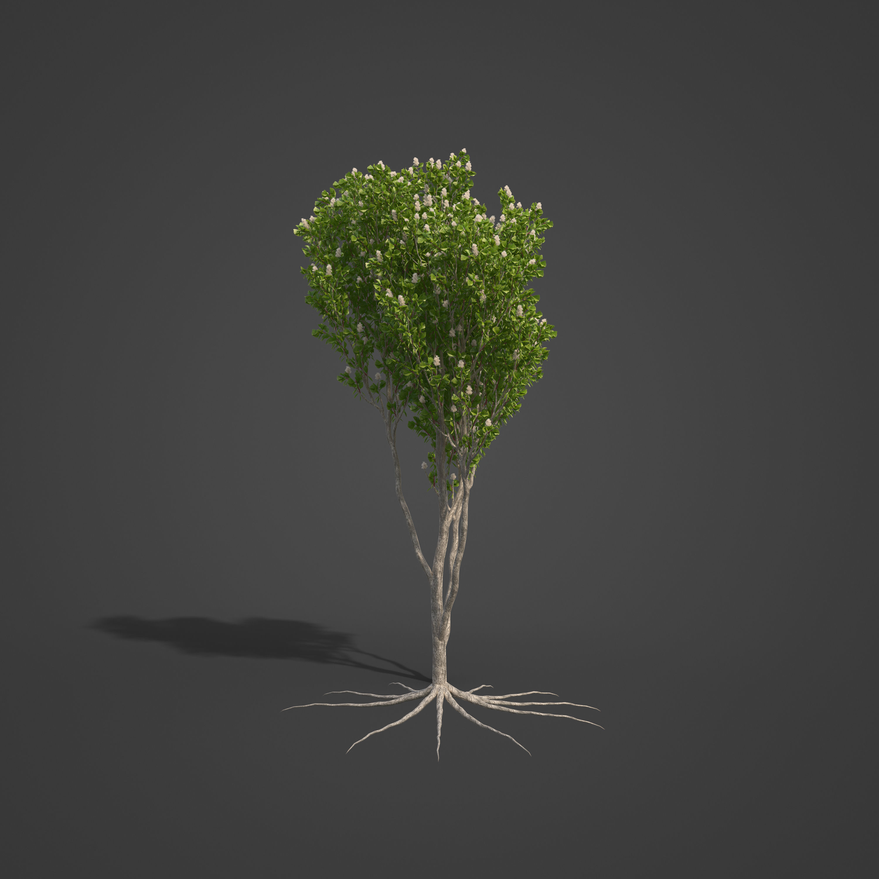 2021 PBR Broadleaved Paperback - Melaleuca Quinquenervia  3D model_4