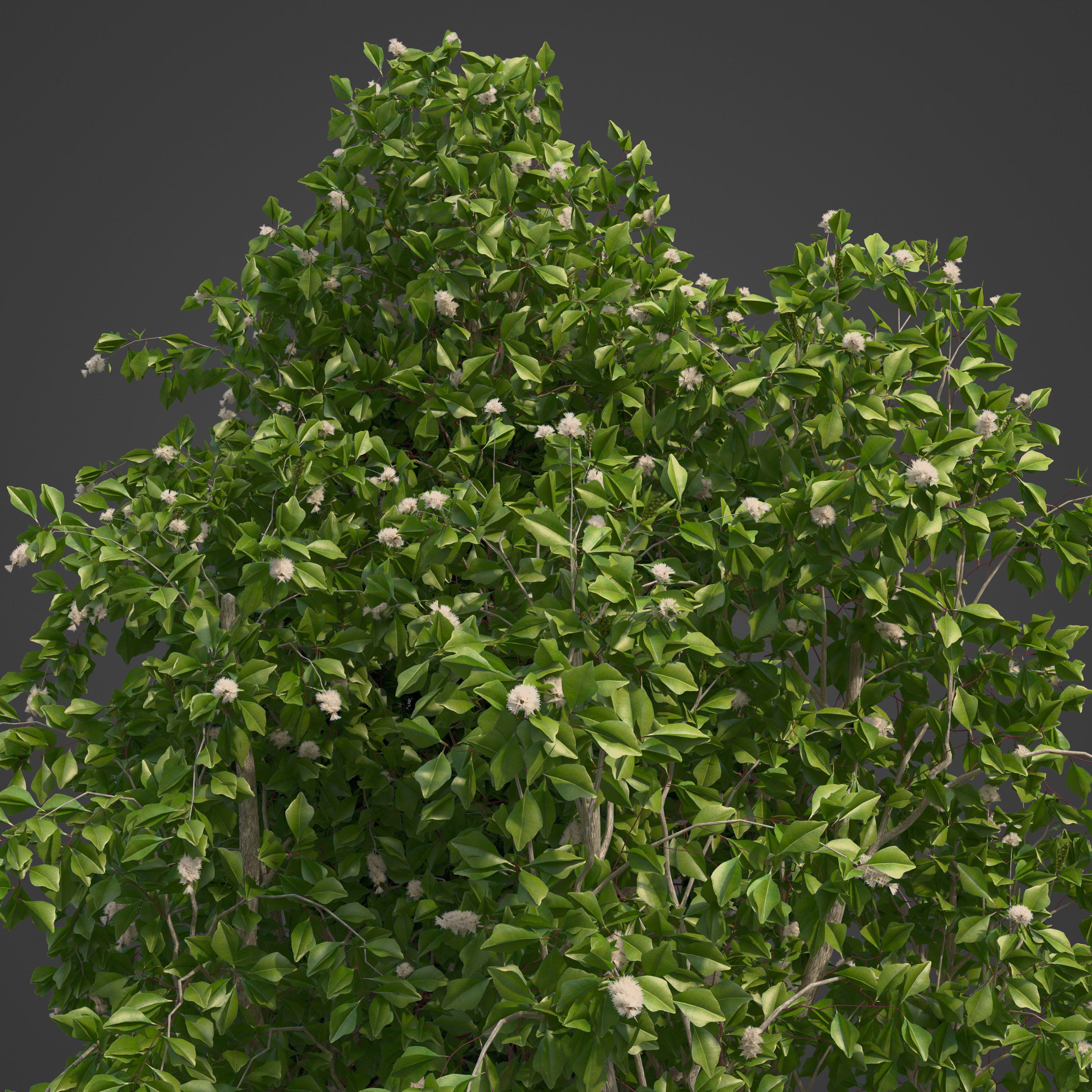 2021 PBR Broadleaved Paperback - Melaleuca Quinquenervia  3D model_7