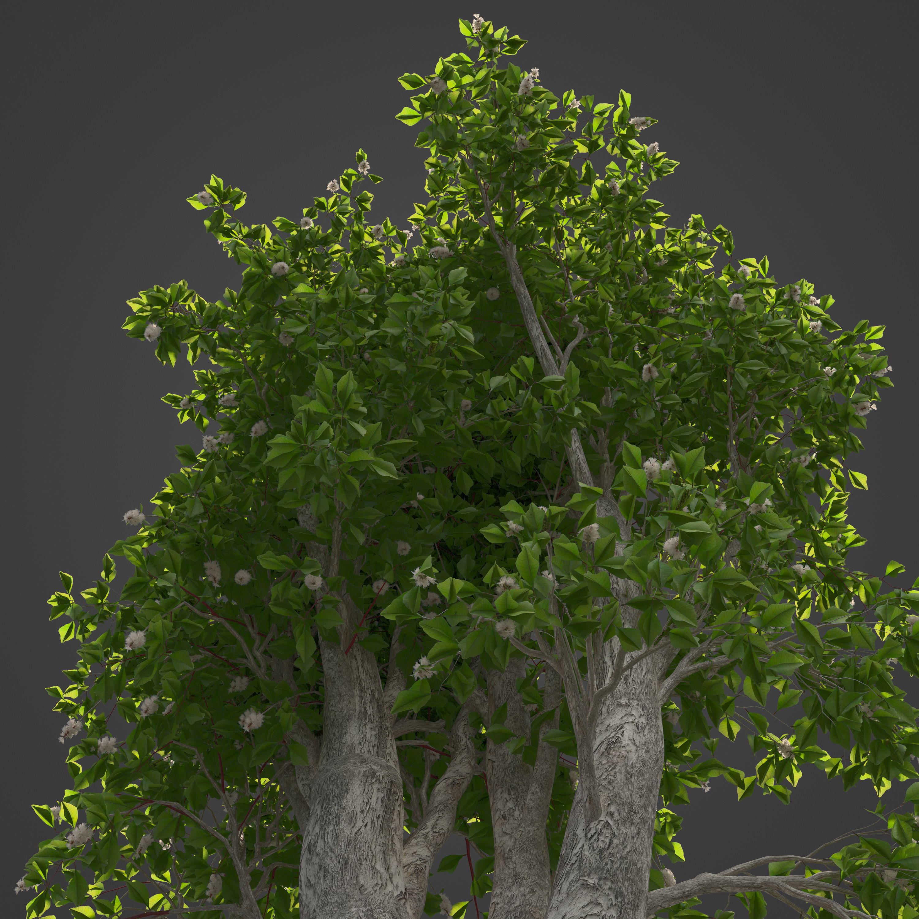 2021 PBR Broadleaved Paperback - Melaleuca Quinquenervia  3D model_6