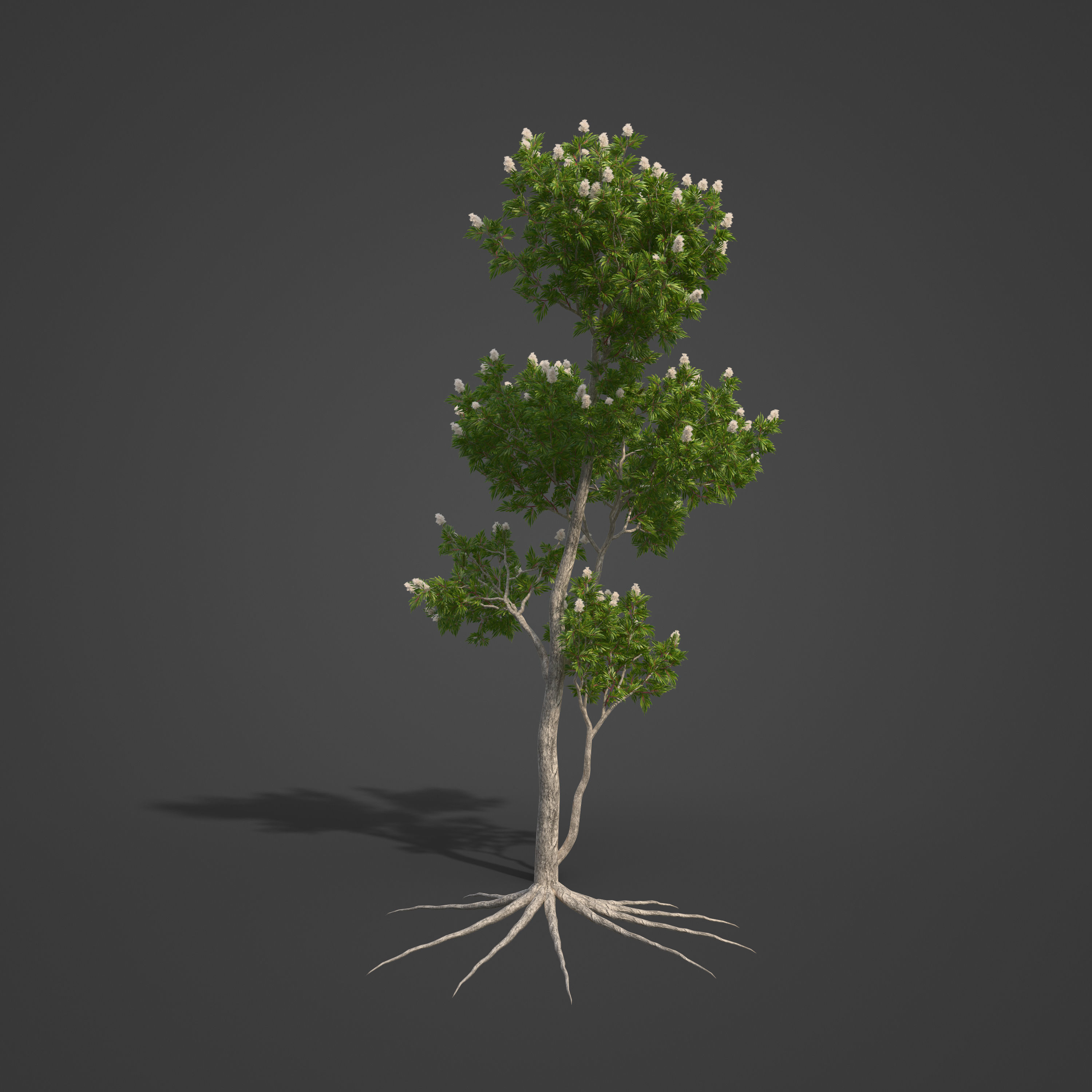 2021 PBR Broadleaved Paperback - Melaleuca Quinquenervia  3D model_5