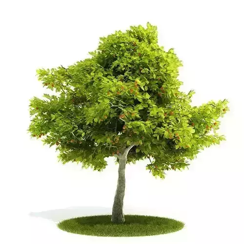 Green Leafed Tree