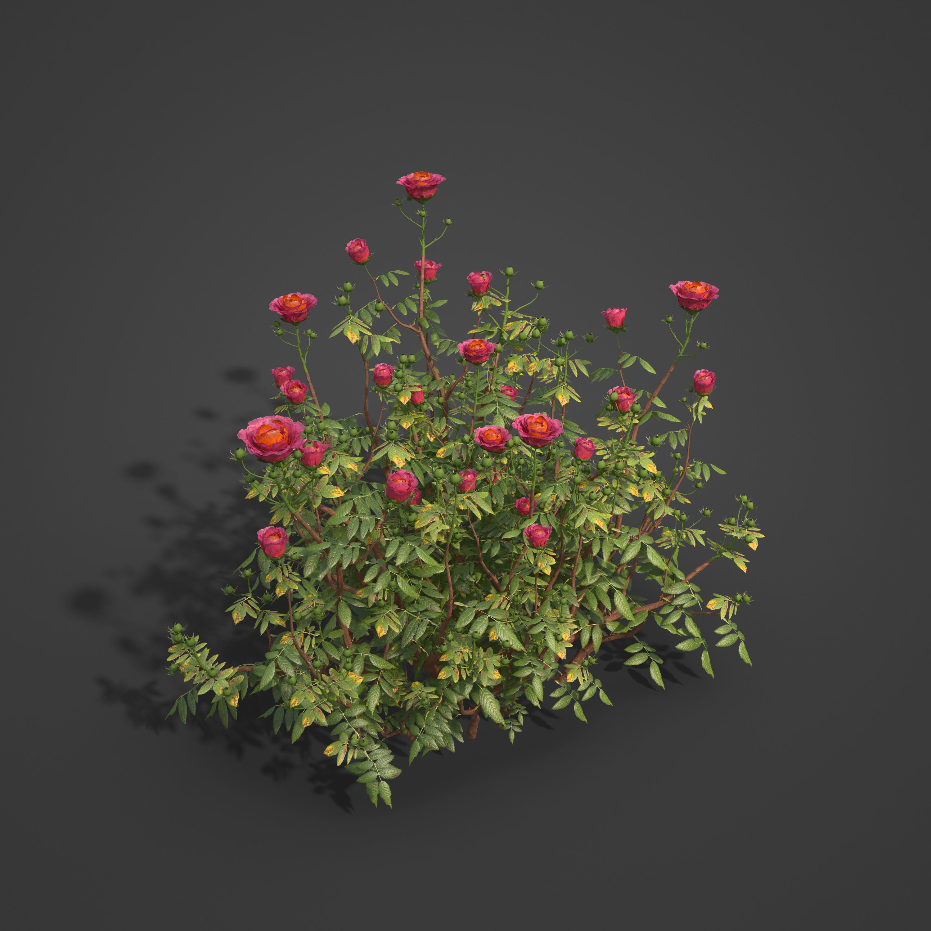 2021 PBR Hundred Leaved Rose Collection - Rosa Centifolia  3D model_5