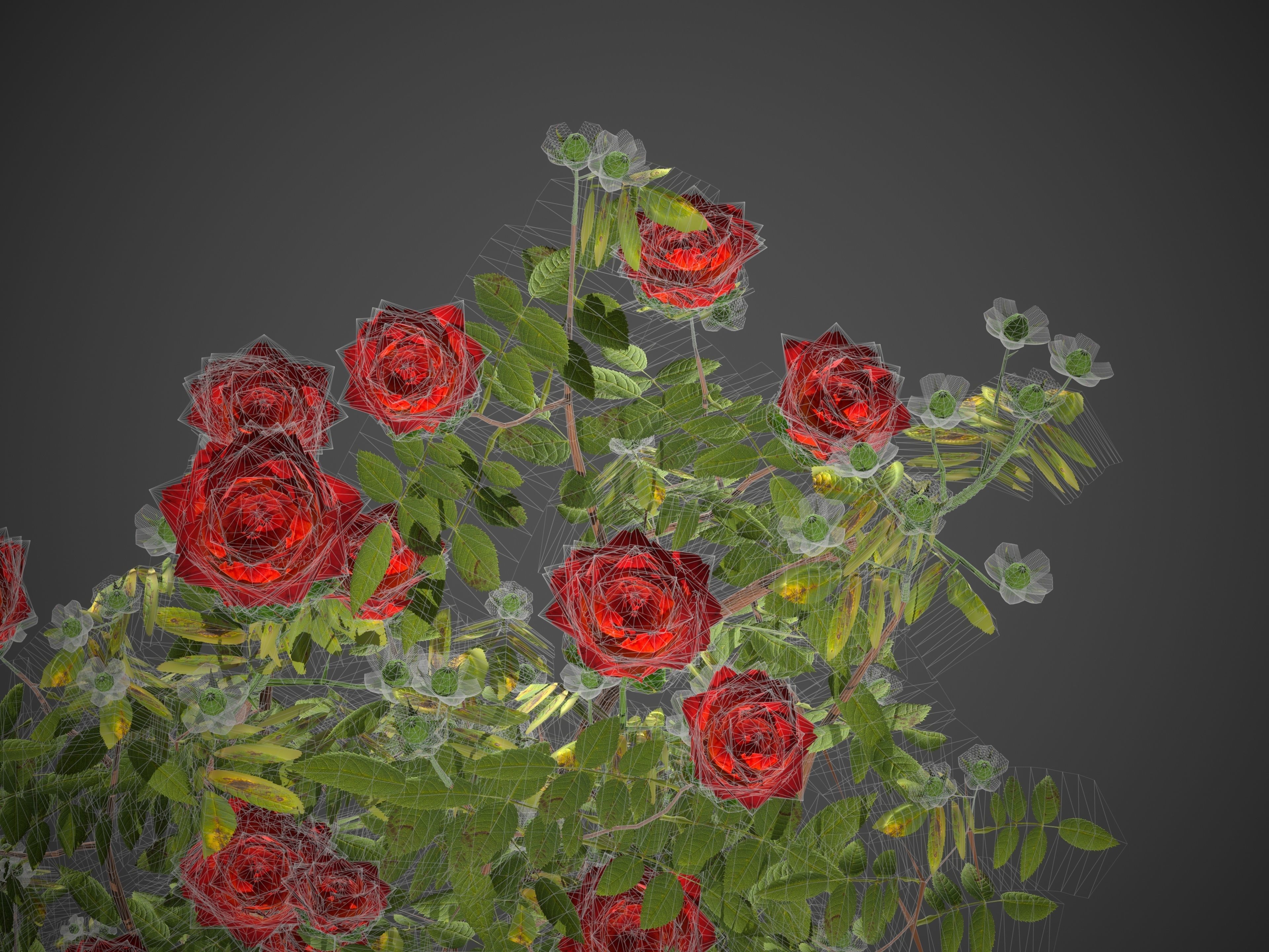 2021 PBR Hundred Leaved Rose Collection - Rosa Centifolia  3D model_10