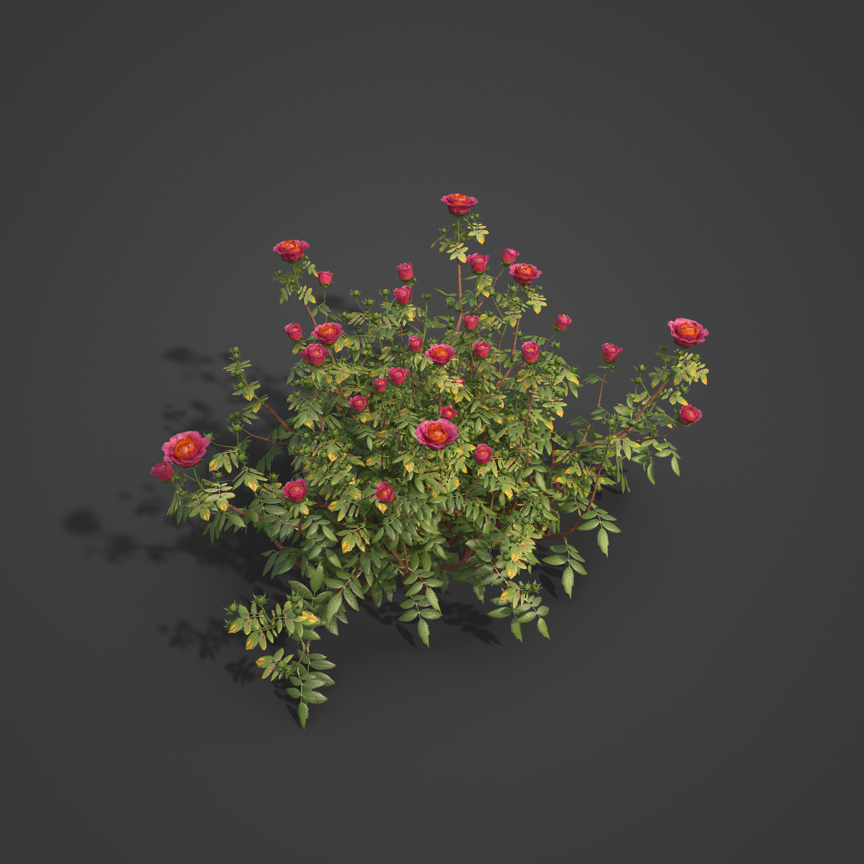 2021 PBR Hundred Leaved Rose Collection - Rosa Centifolia  3D model_3