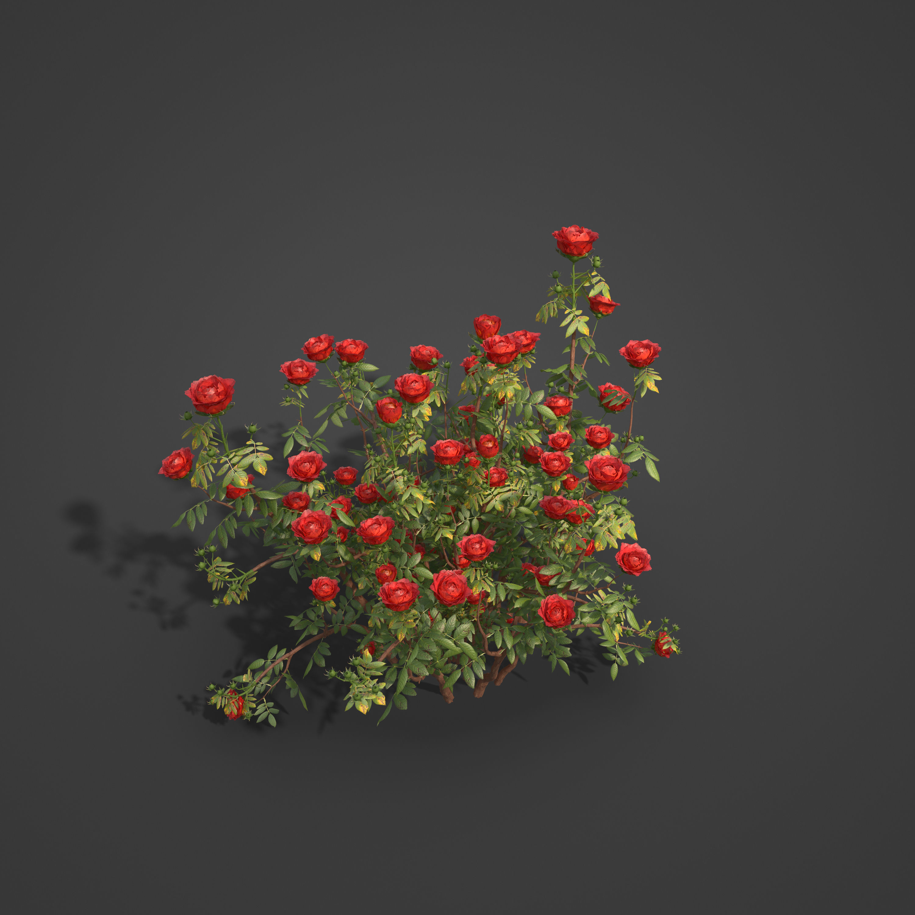 2021 PBR Hundred Leaved Rose Collection - Rosa Centifolia  3D model_6