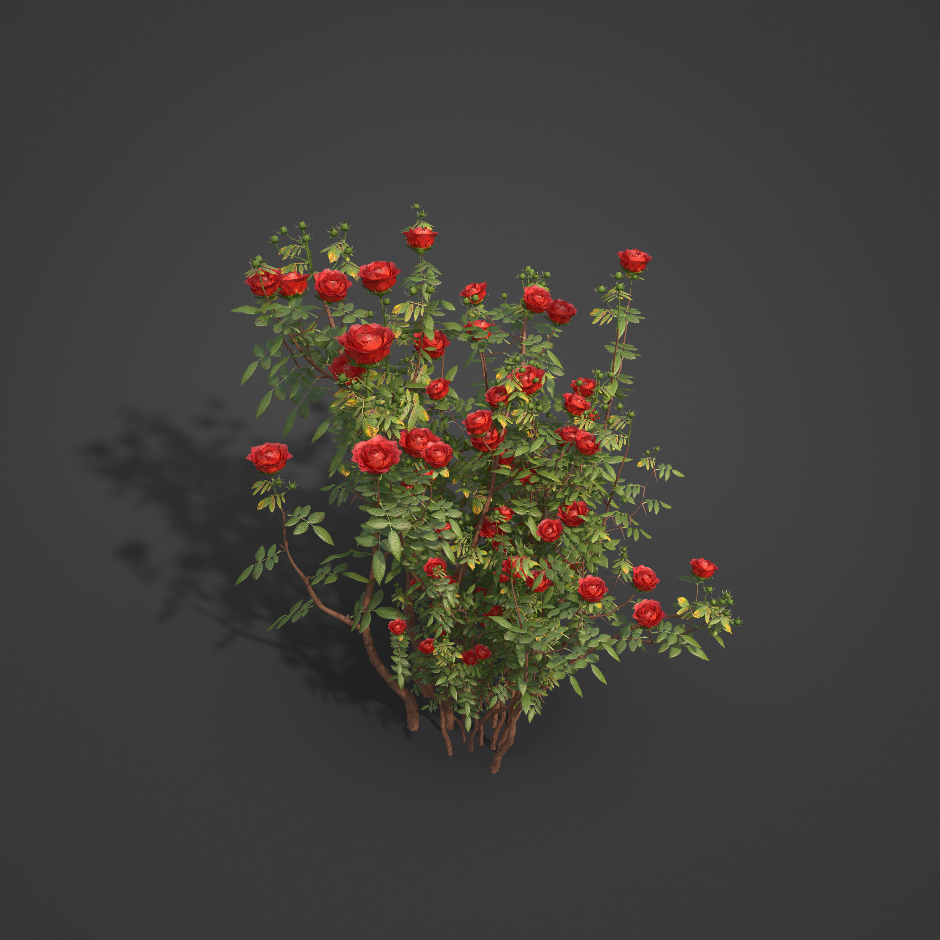 2021 PBR Hundred Leaved Rose Collection - Rosa Centifolia  3D model_4