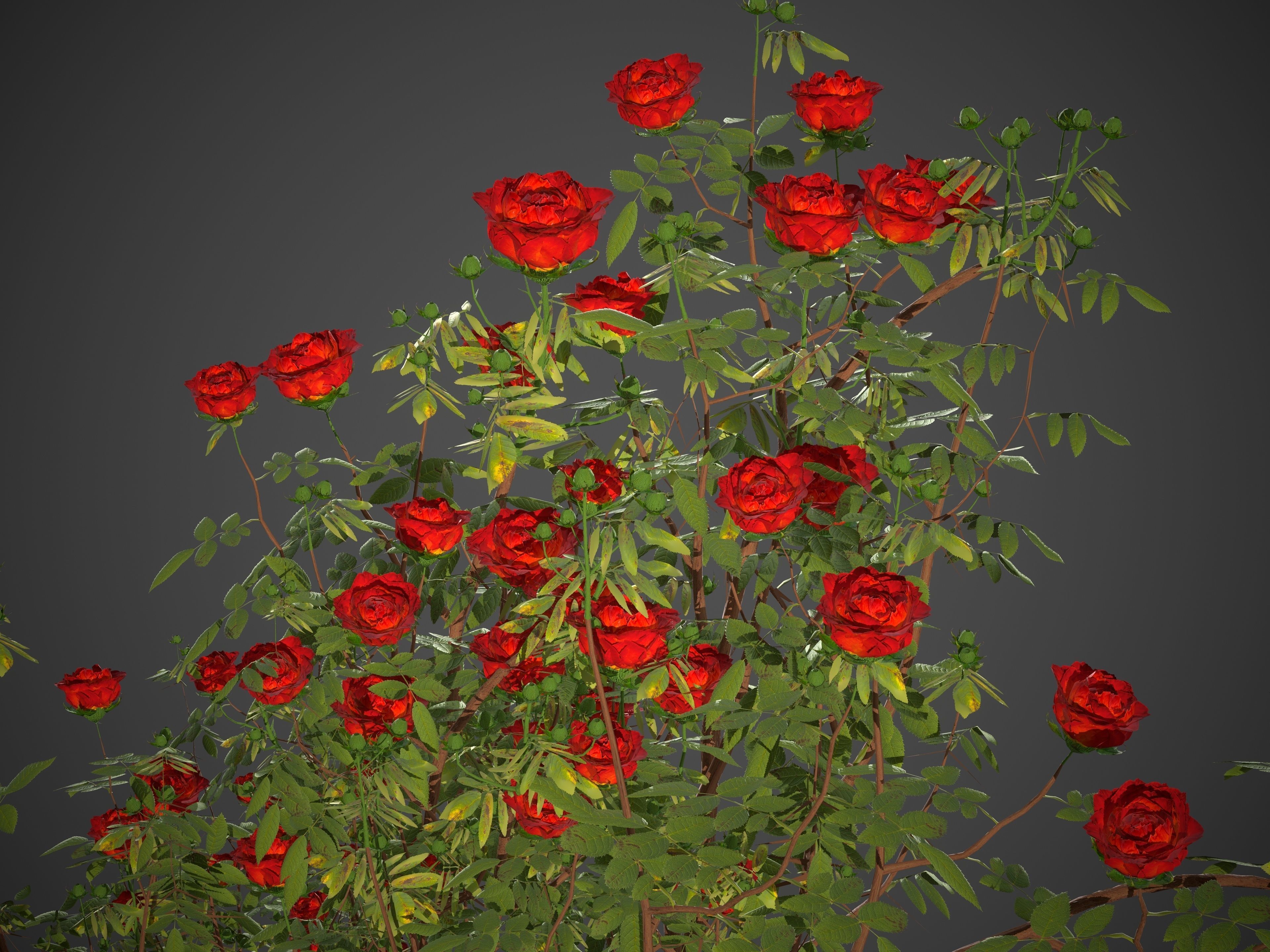2021 PBR Hundred Leaved Rose Collection - Rosa Centifolia  3D model_8
