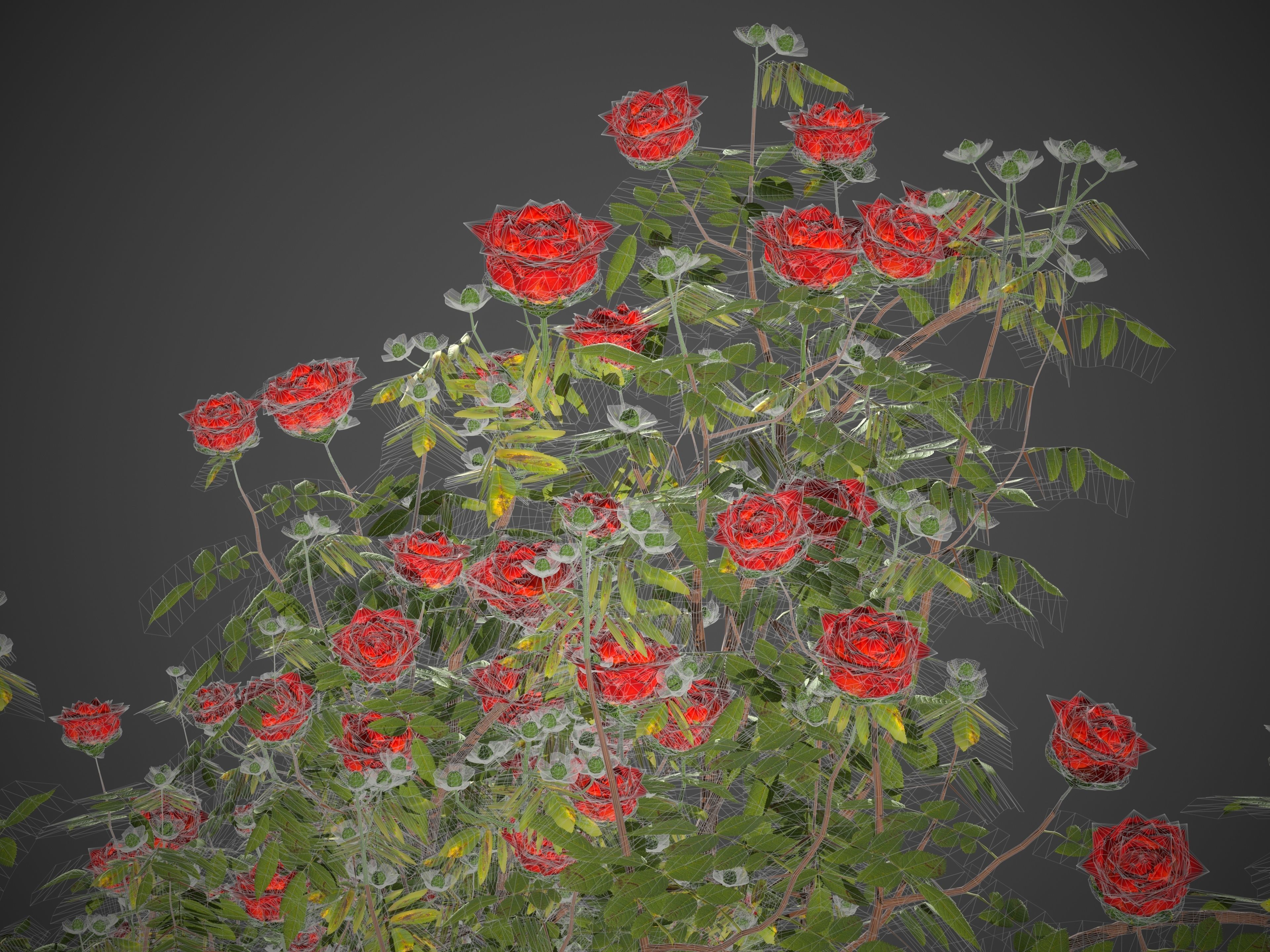 2021 PBR Hundred Leaved Rose Collection - Rosa Centifolia  3D model_9