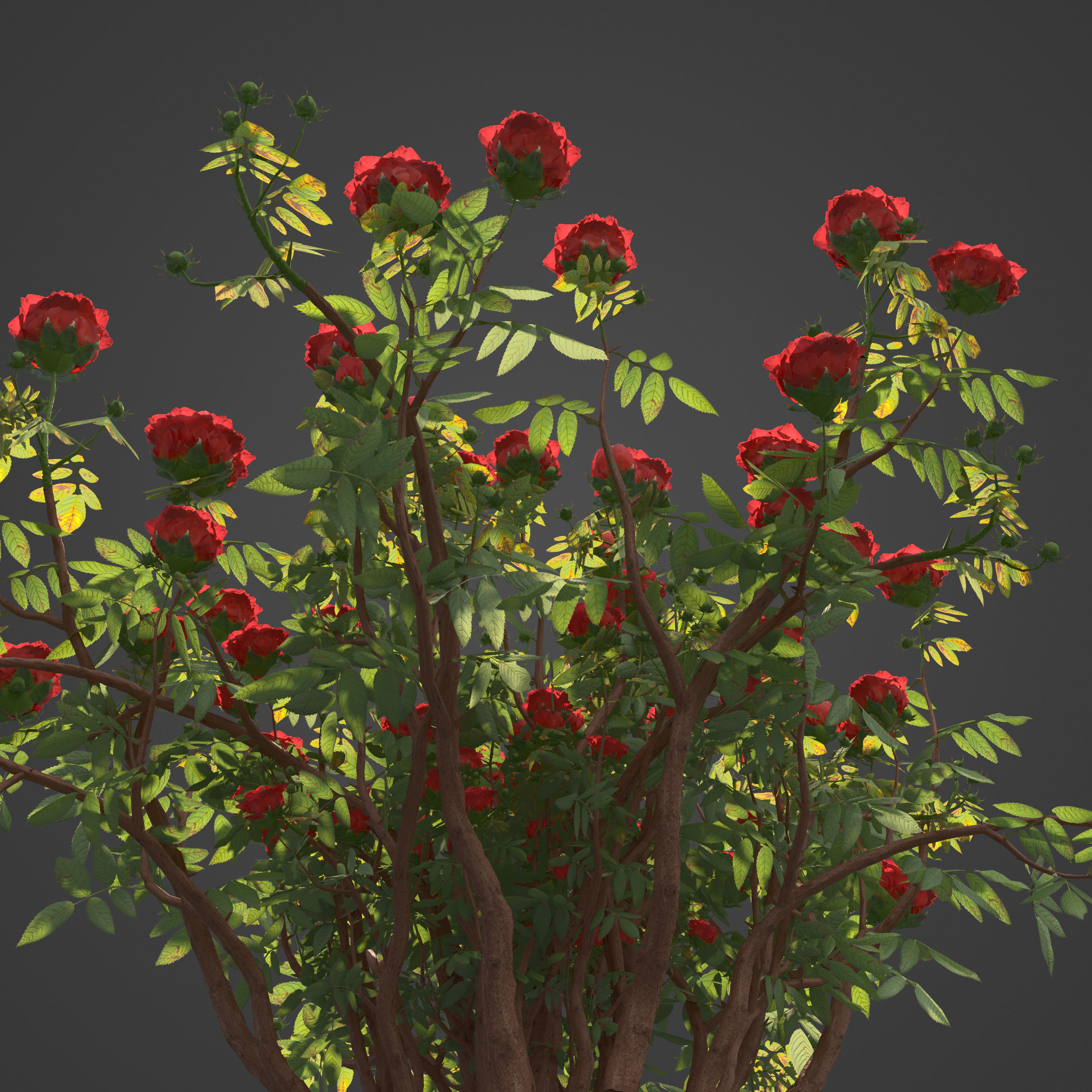 2021 PBR Hundred Leaved Rose Collection - Rosa Centifolia  3D model_2