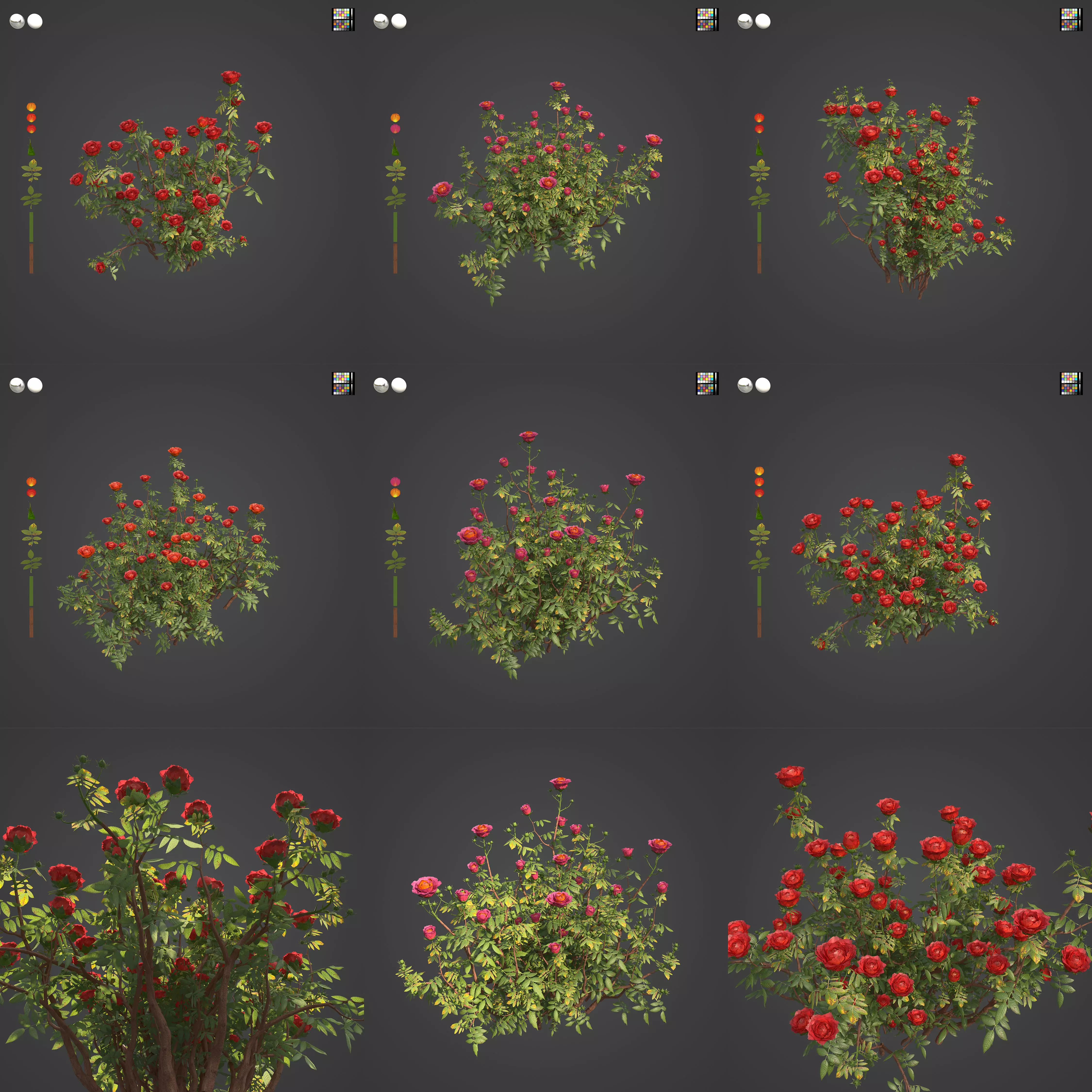 2021 PBR Hundred Leaved Rose Collection - Rosa Centifolia  3D model_0