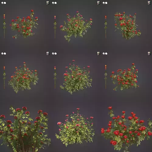 2021 PBR Hundred Leaved Rose Collection - Rosa Centifolia 