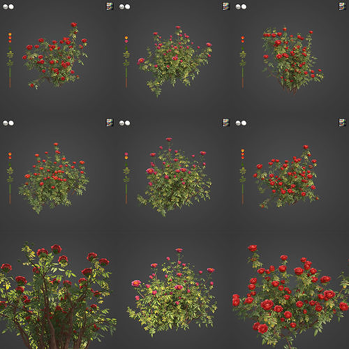 2021 PBR Hundred Leaved Rose Collection - Rosa Centifolia  3D model