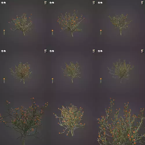 2021 PBR Staghorn Cholla Collection - Cylindropuntia Versicolor 