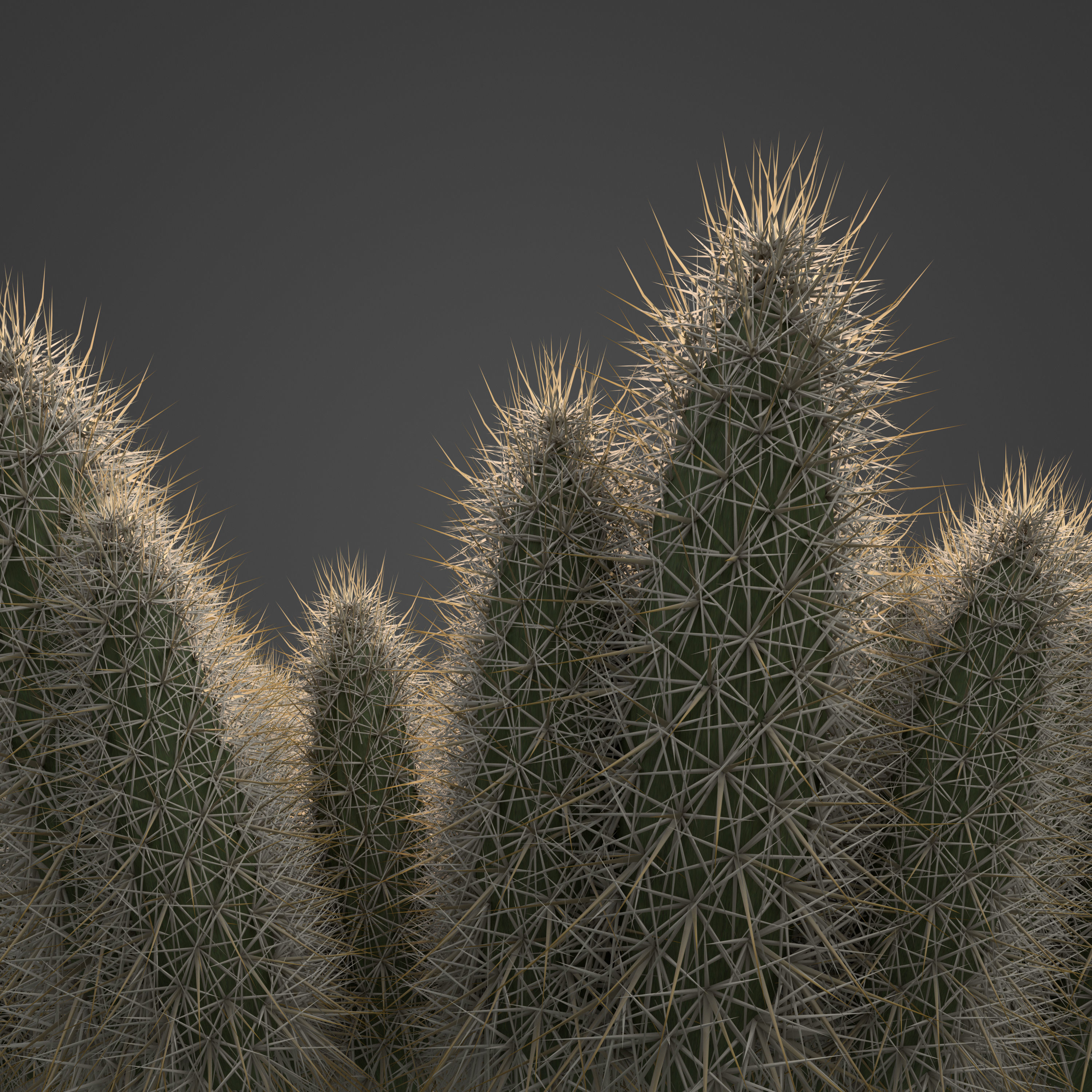 2021 PBR Strawberry Hedgehog - Echinocactus Engelmannii 3D model_6