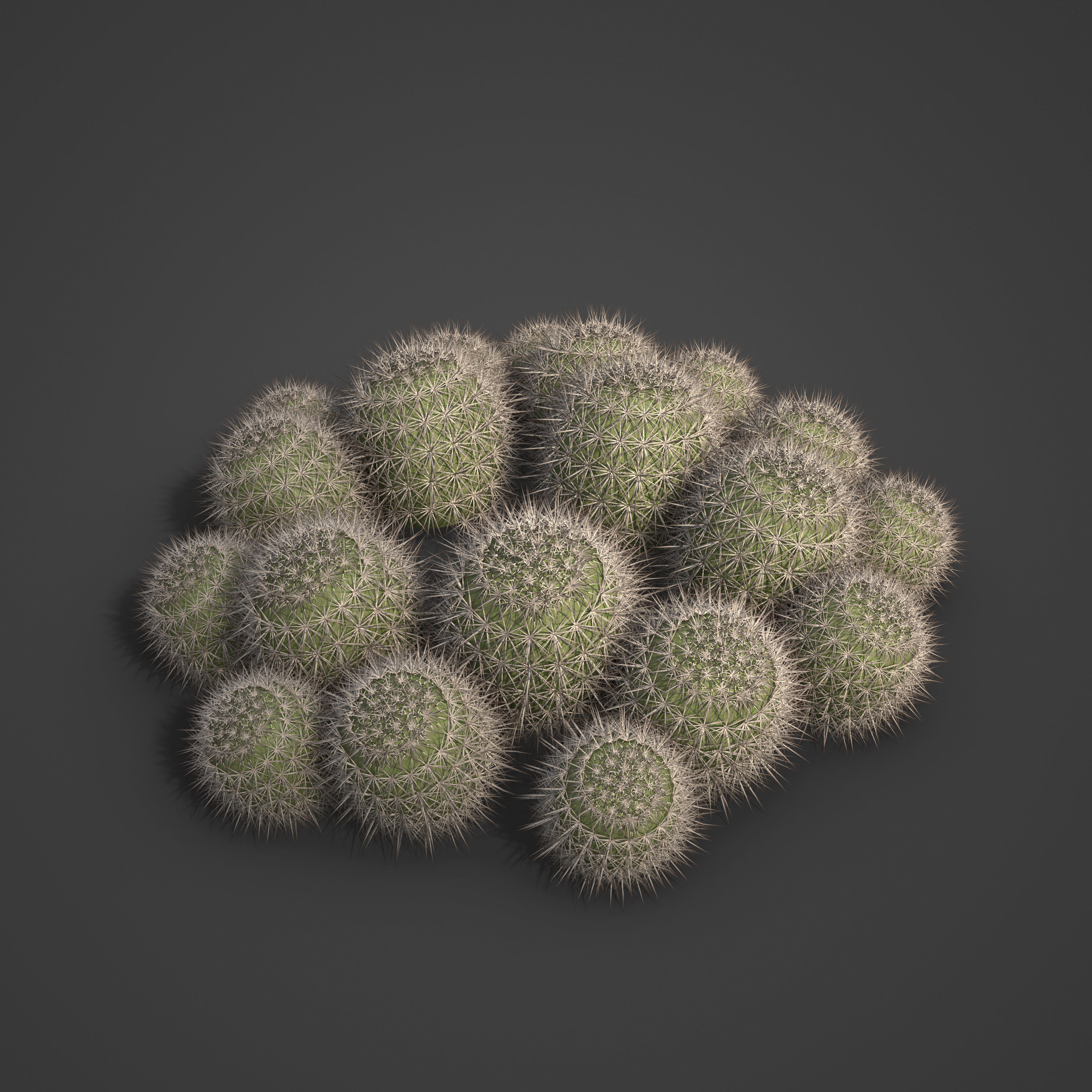 2021 PBR Strawberry Hedgehog - Echinocactus Engelmannii 3D model_3