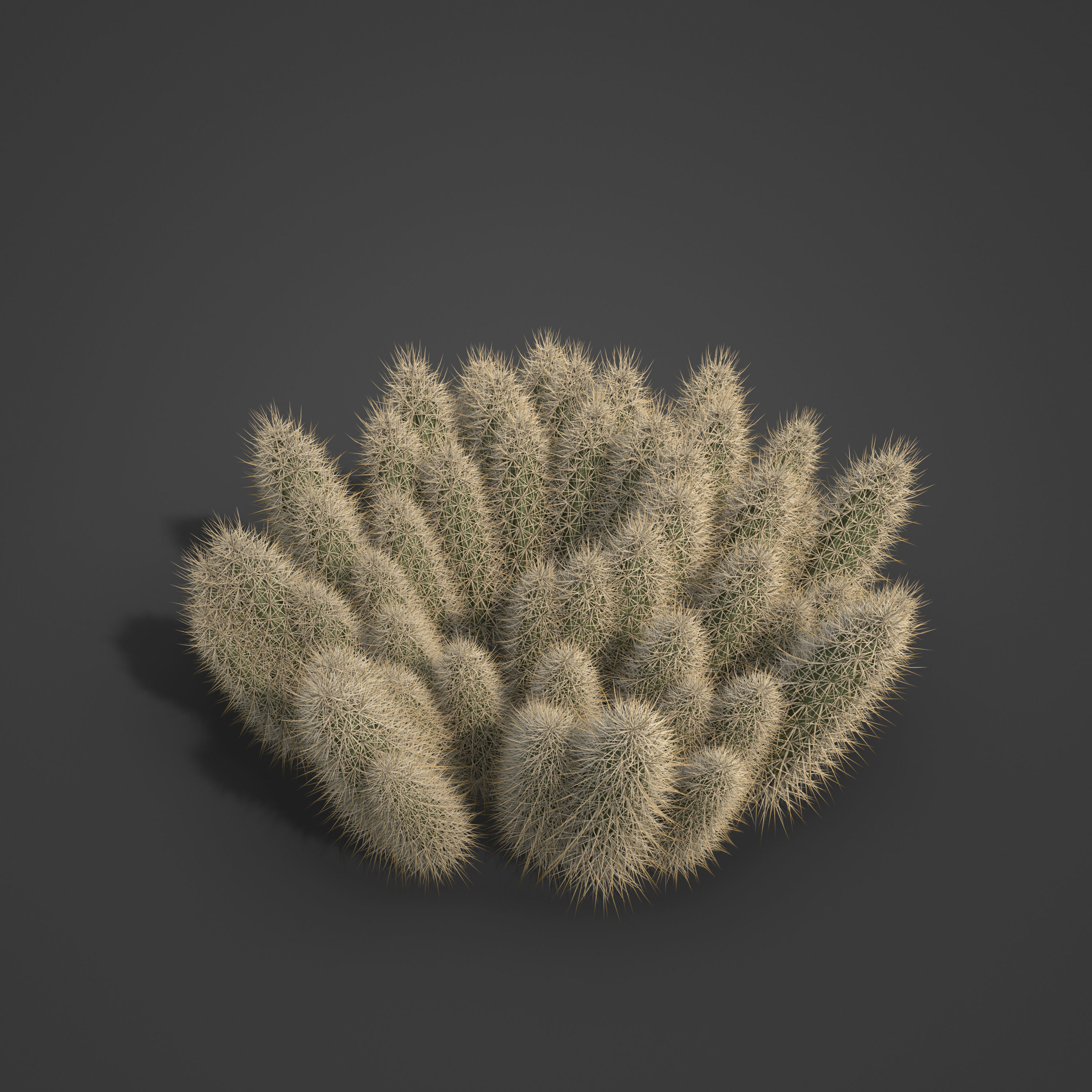 2021 PBR Strawberry Hedgehog - Echinocactus Engelmannii 3D model_5