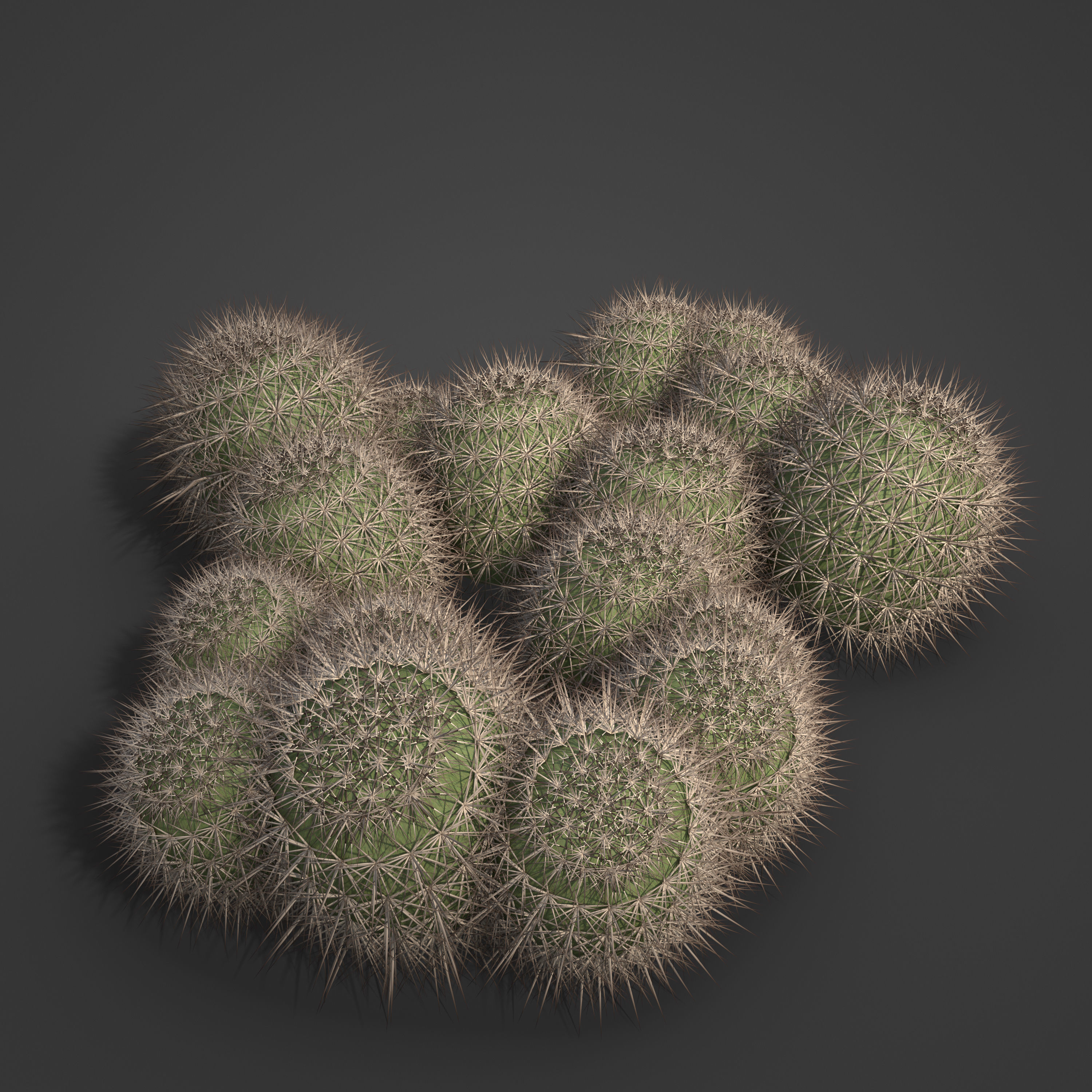 2021 PBR Strawberry Hedgehog - Echinocactus Engelmannii 3D model_7