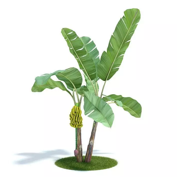 Green Leafed Plant 3D model_0