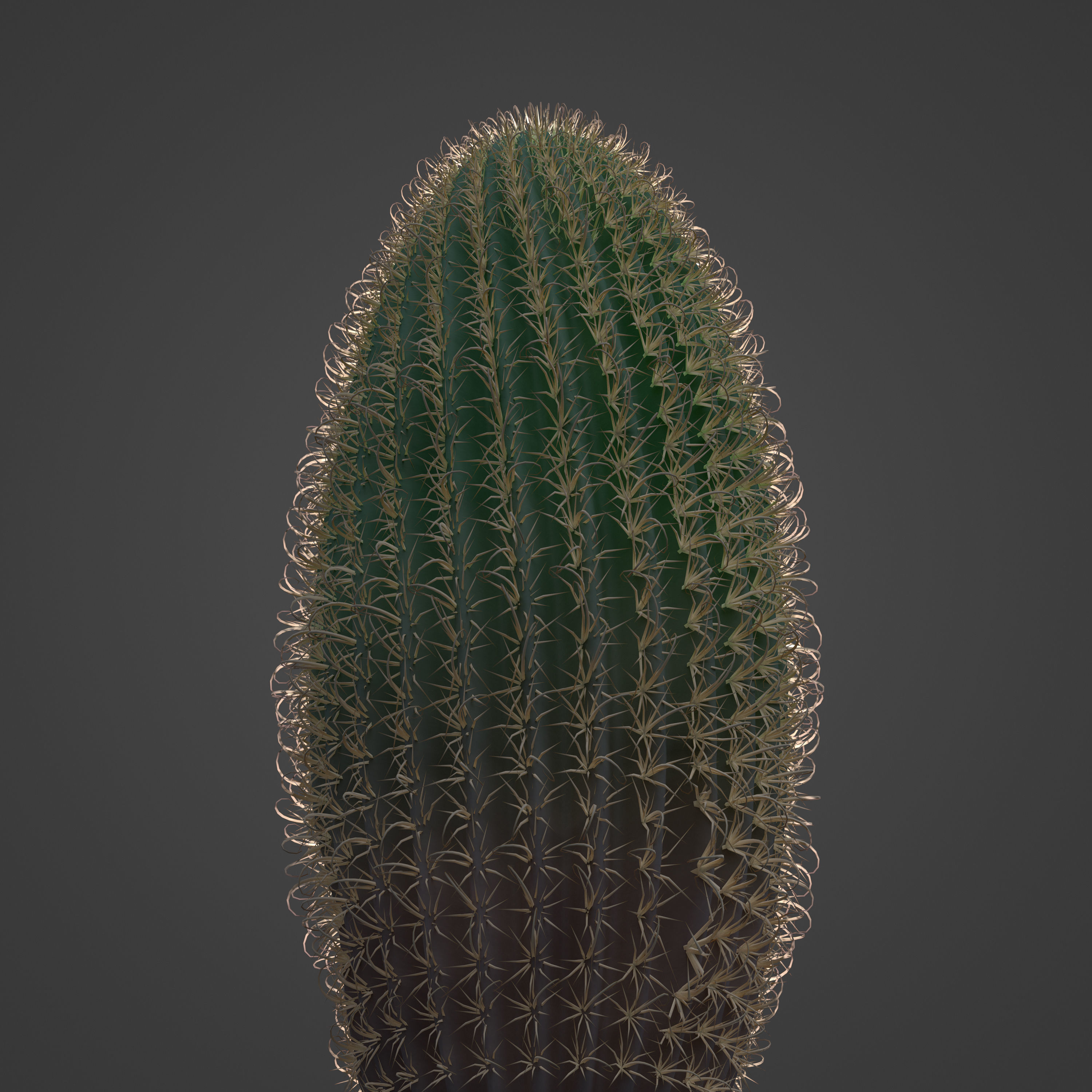 2021 PBR Arizona Barrel Cactus - Ferocactus Wislezenii  3D model_6