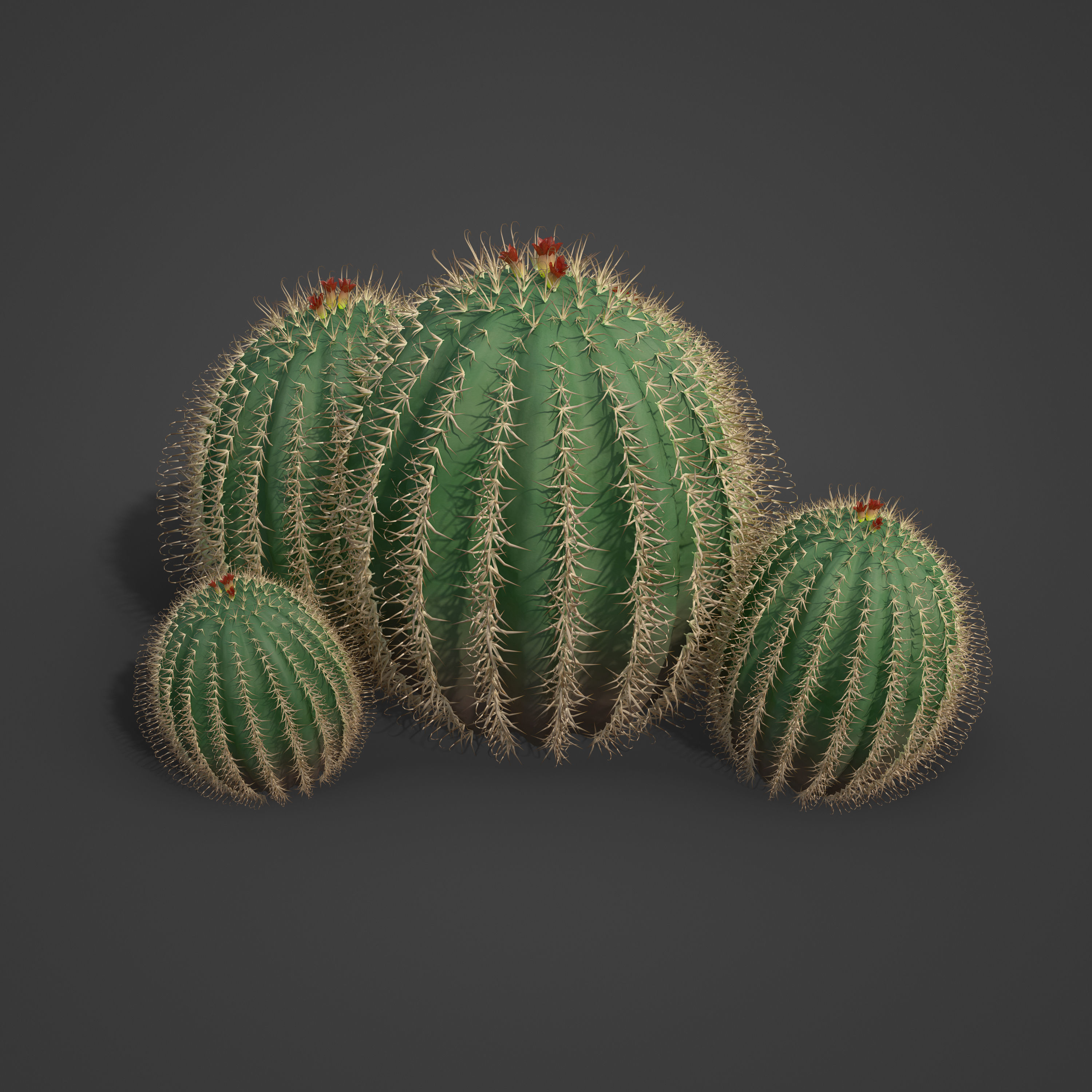 2021 PBR Arizona Barrel Cactus - Ferocactus Wislezenii  3D model_4