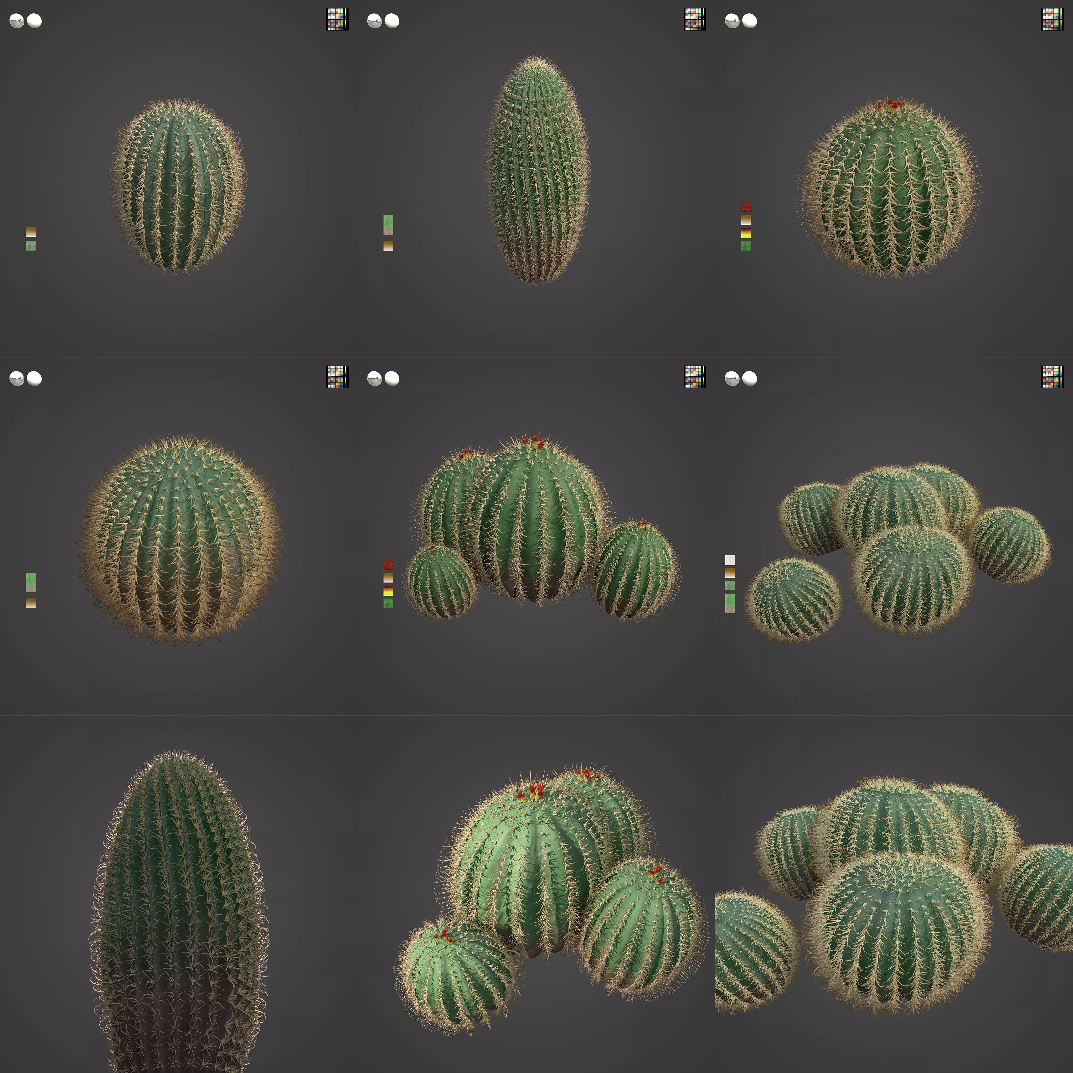 2021 PBR Arizona Barrel Cactus - Ferocactus Wislezenii  3D model_0