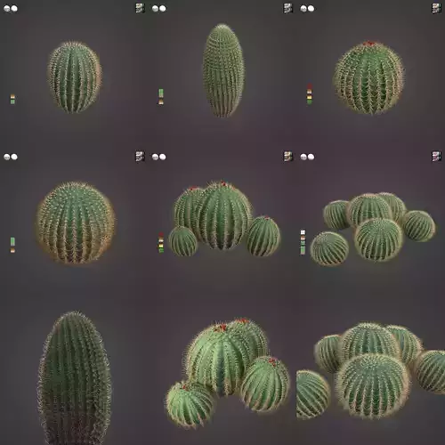 2021 PBR Arizona Barrel Cactus - Ferocactus Wislezenii  3D model