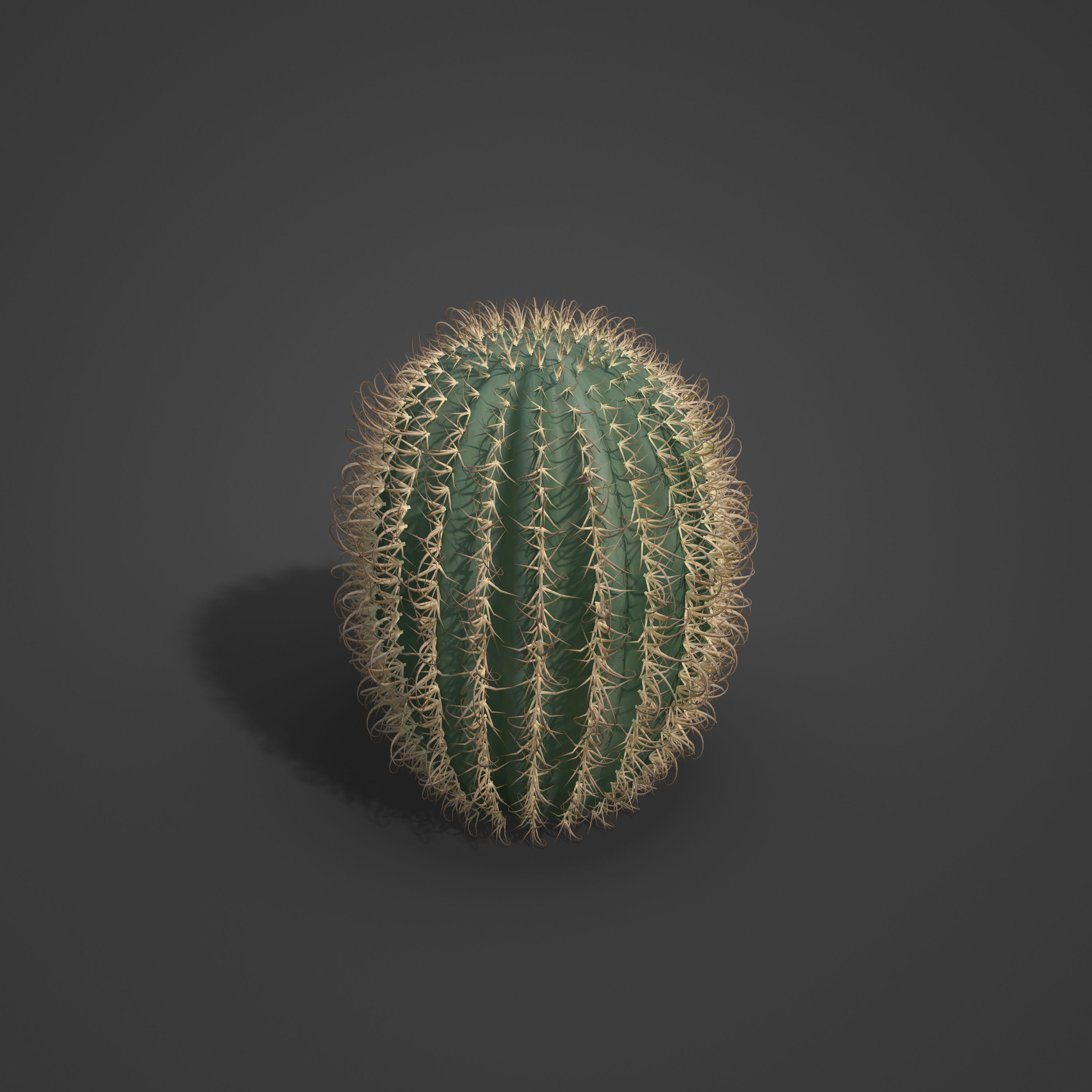 2021 PBR Arizona Barrel Cactus - Ferocactus Wislezenii  3D model_2